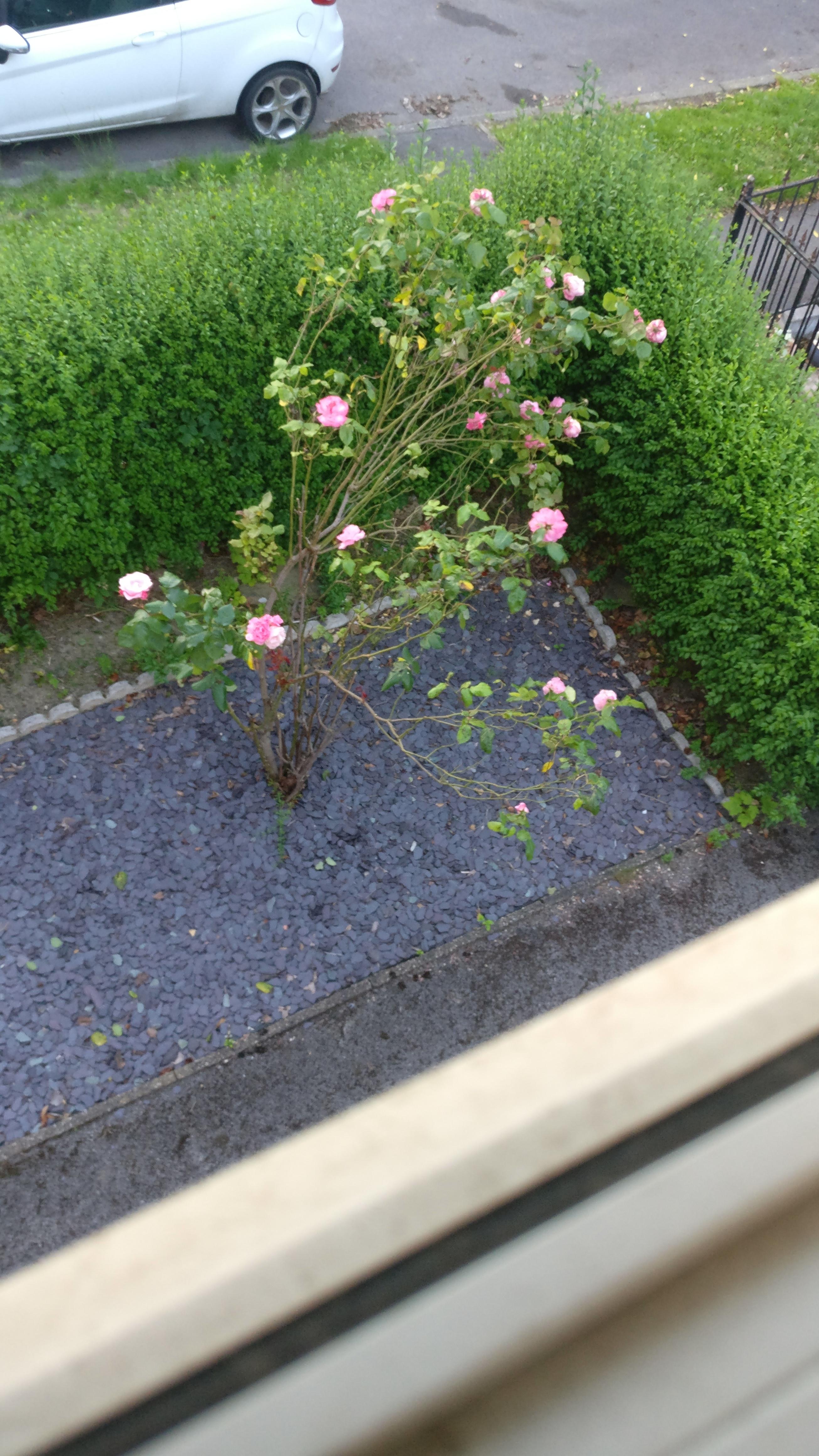 How do I take care of my rose bush/tree? r/gardening