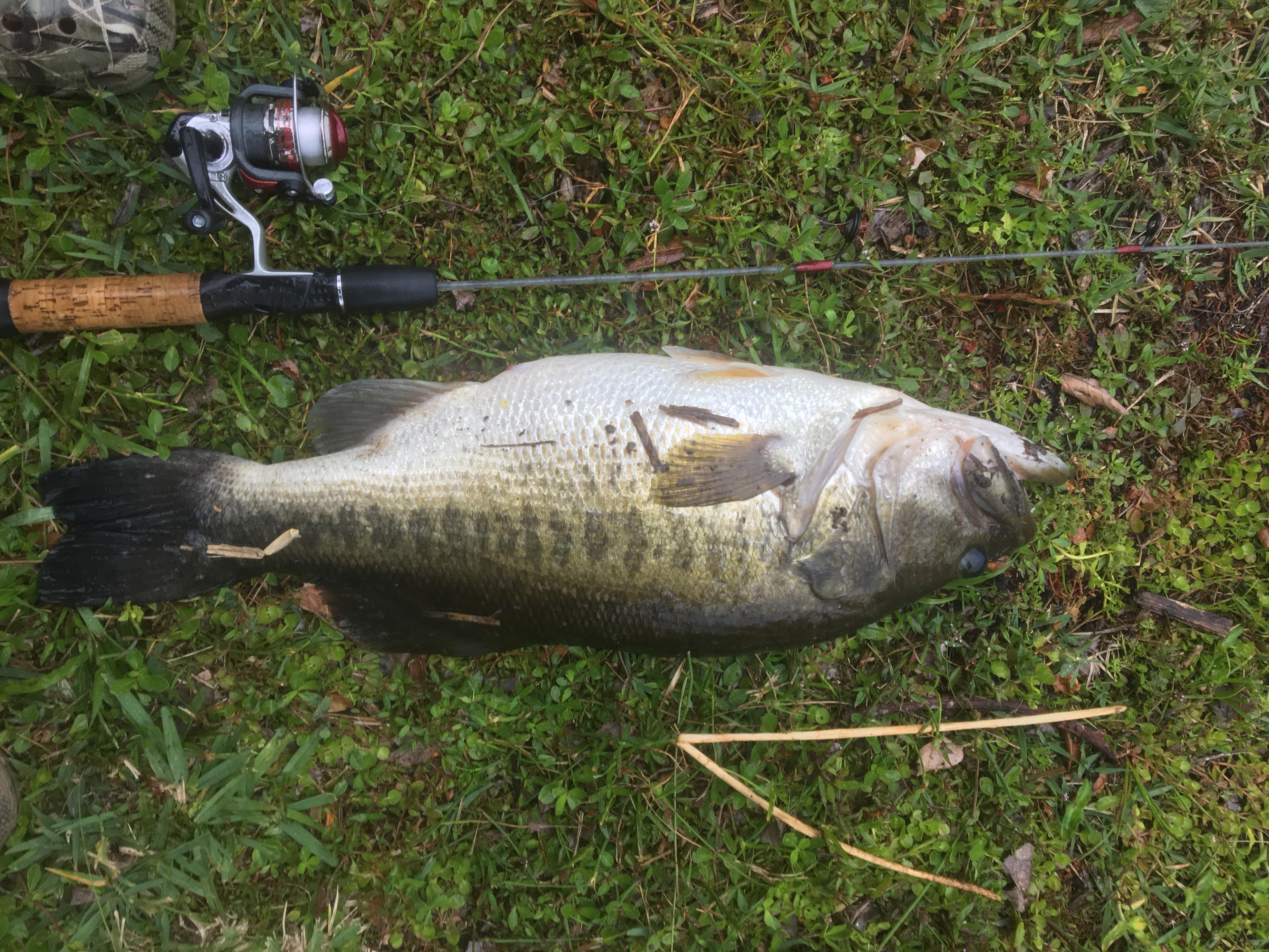 32 best u/jarrod_69 images on Pholder Fishing, Bassfishing and Aww