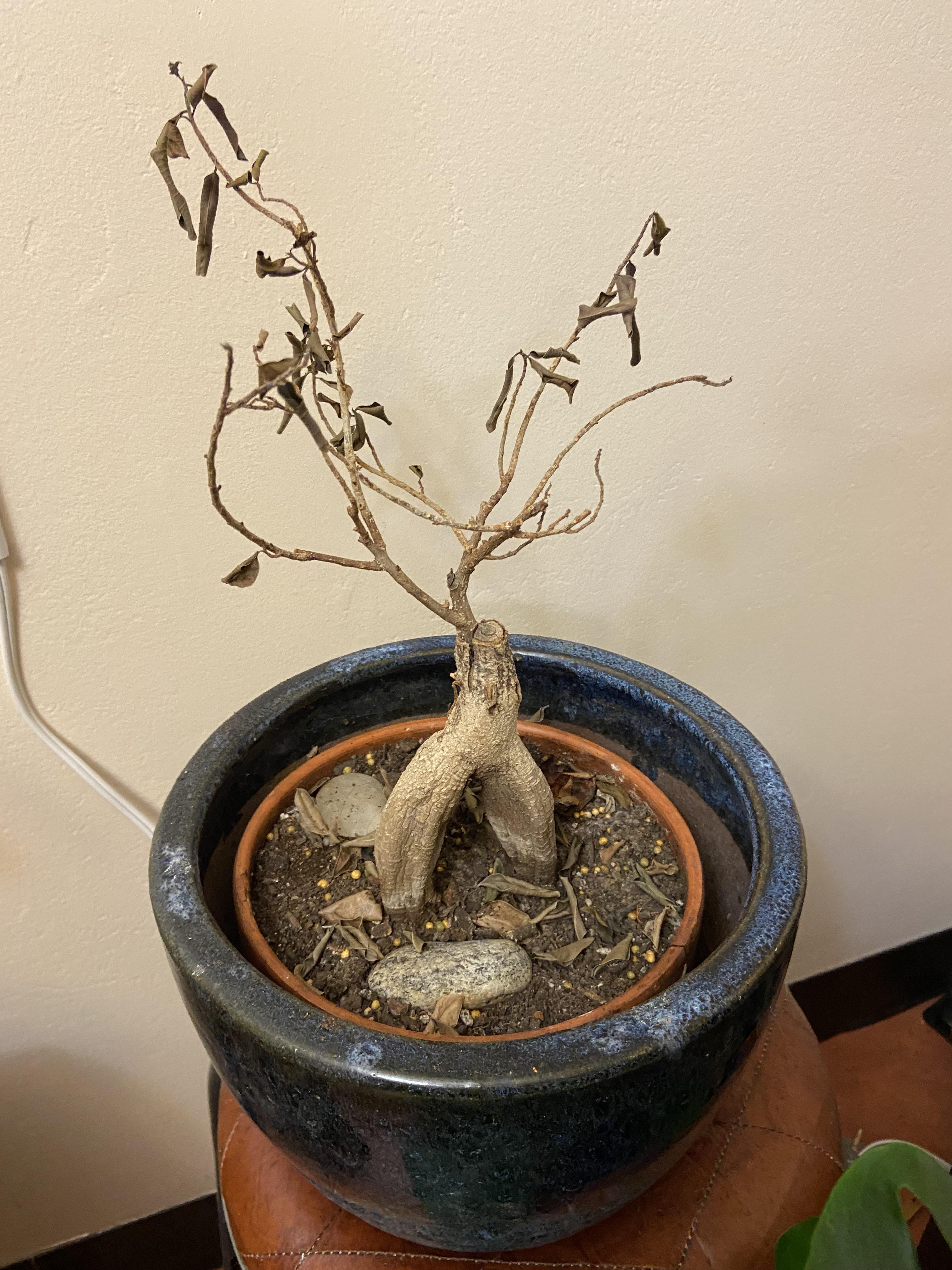 Help! My bonsai stopped producing leaves 4 years ago and I keep feeding