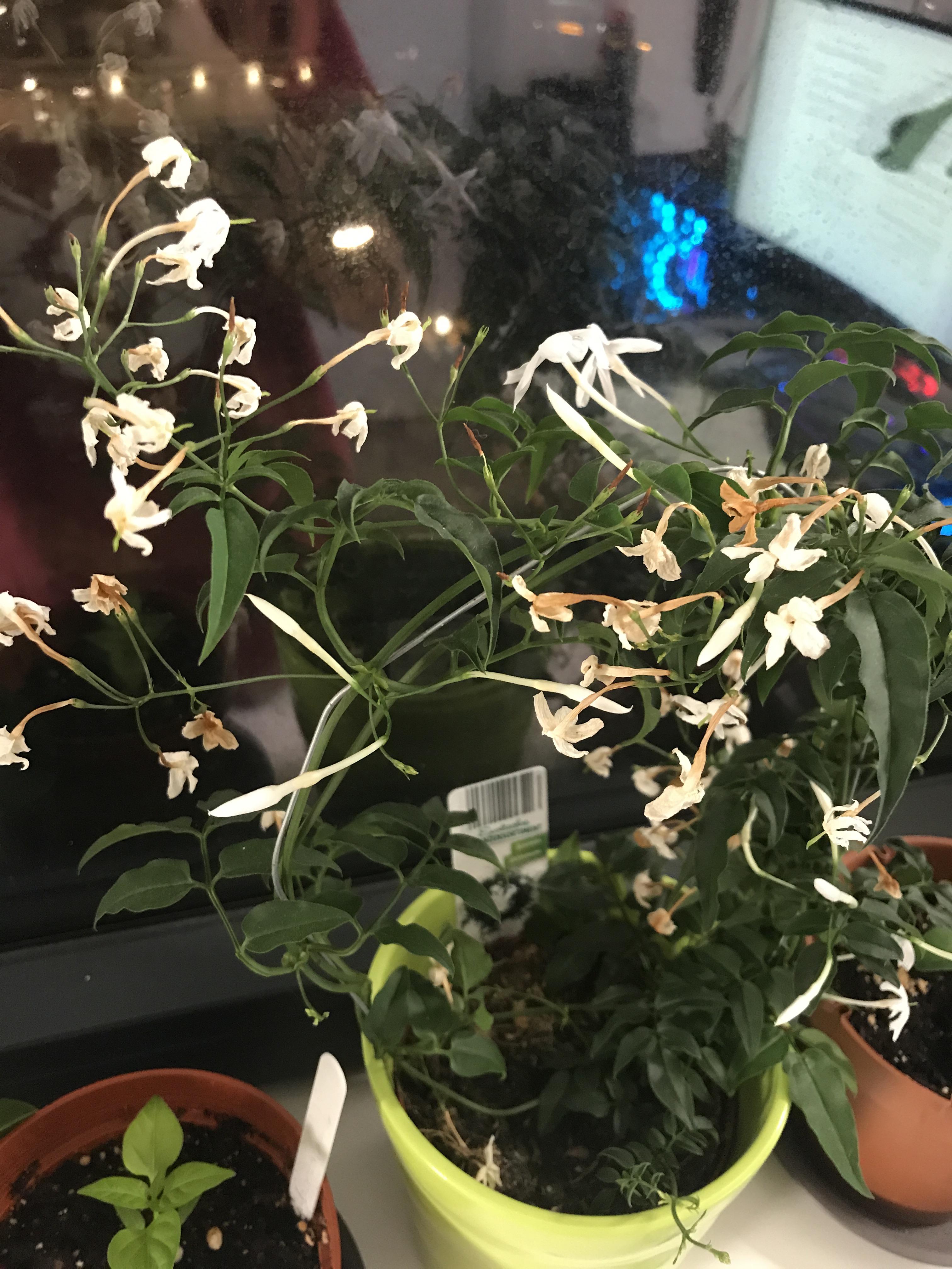 Should i cut off the dead flowers of my jasmin or just let them fall off naturaly? r/plantclinic