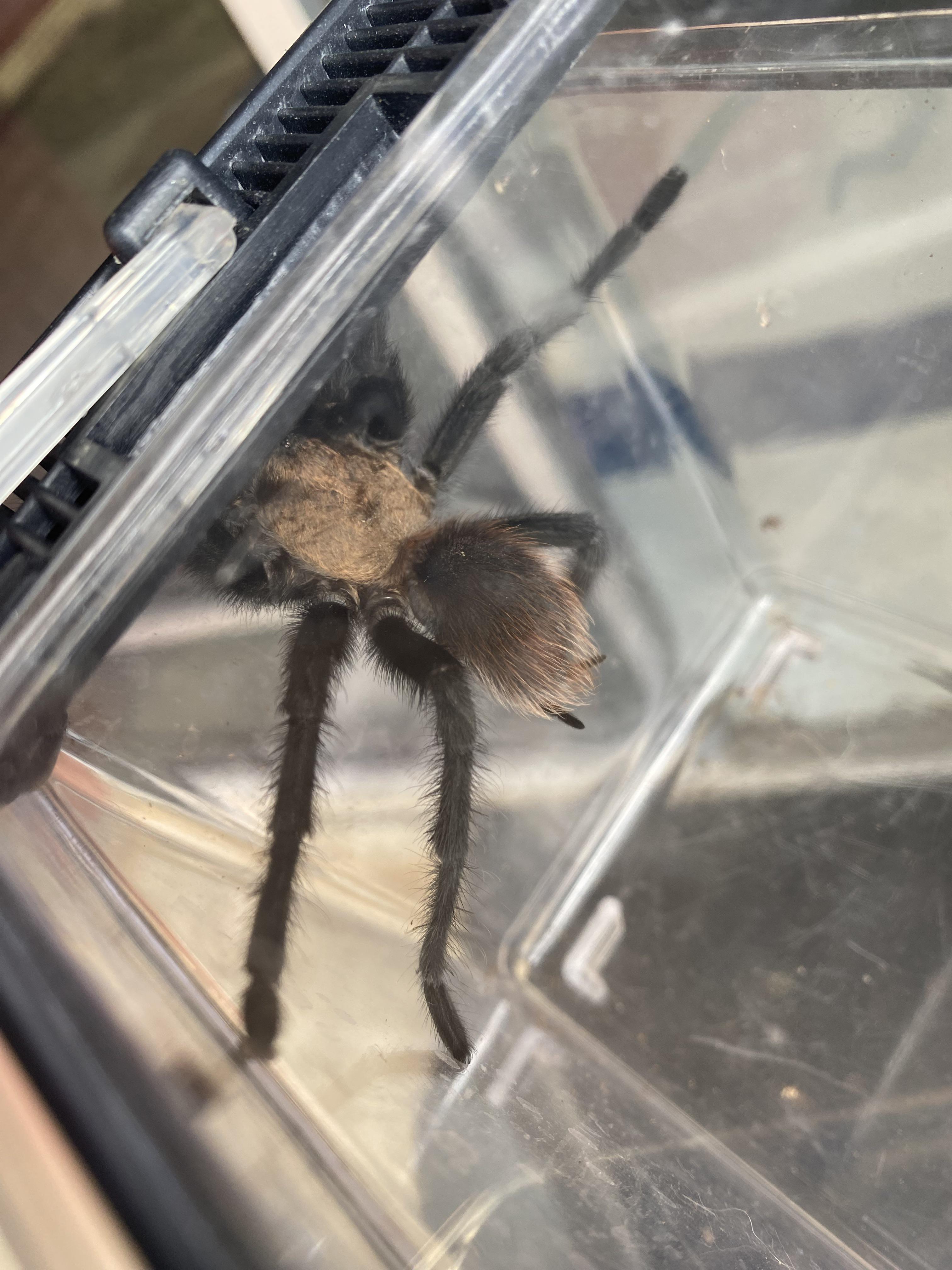 What kind is this? (Southern Arkansas) r/tarantulas