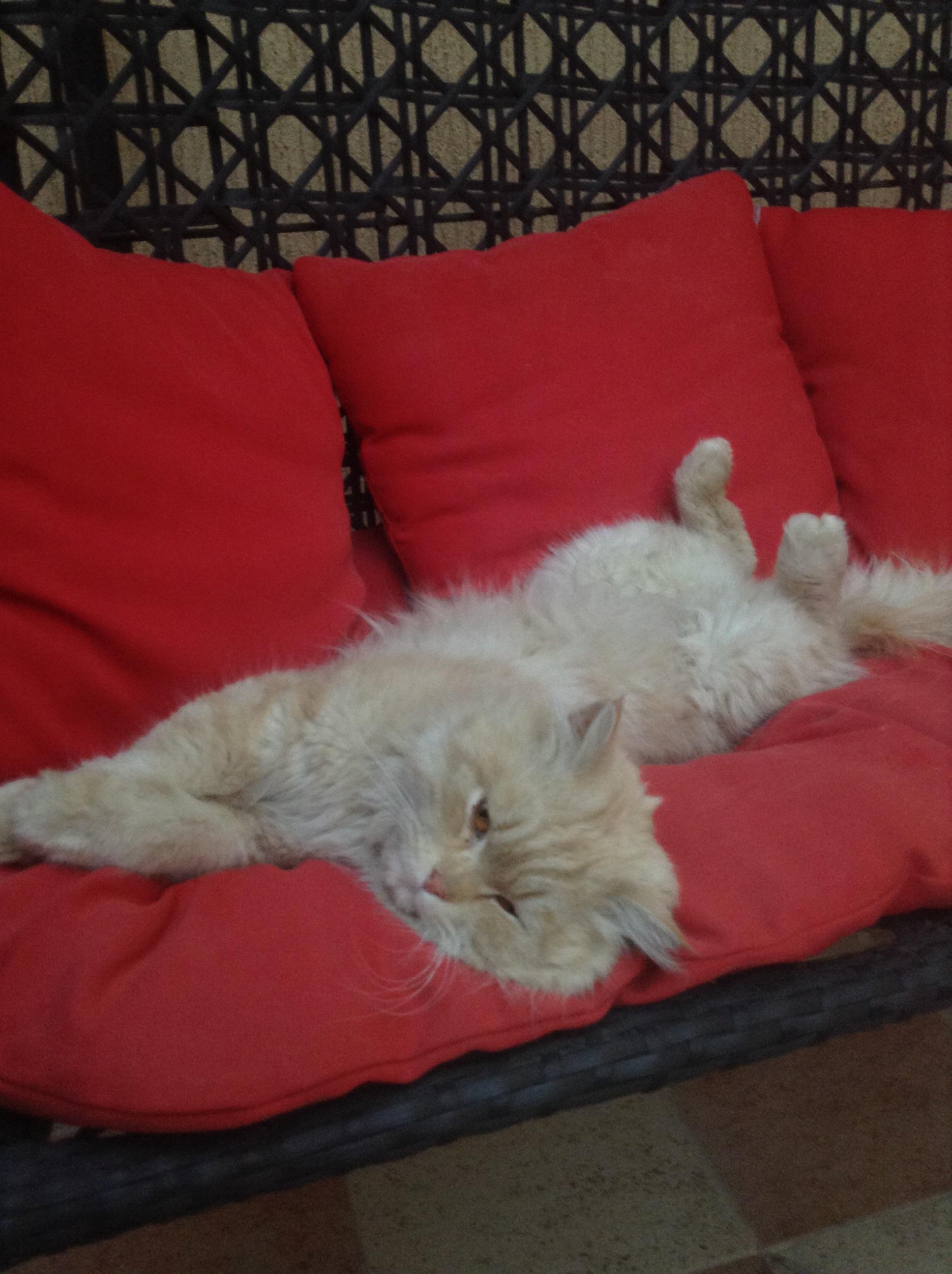 This cat keeps coming into our house and all he does is eat sleep then