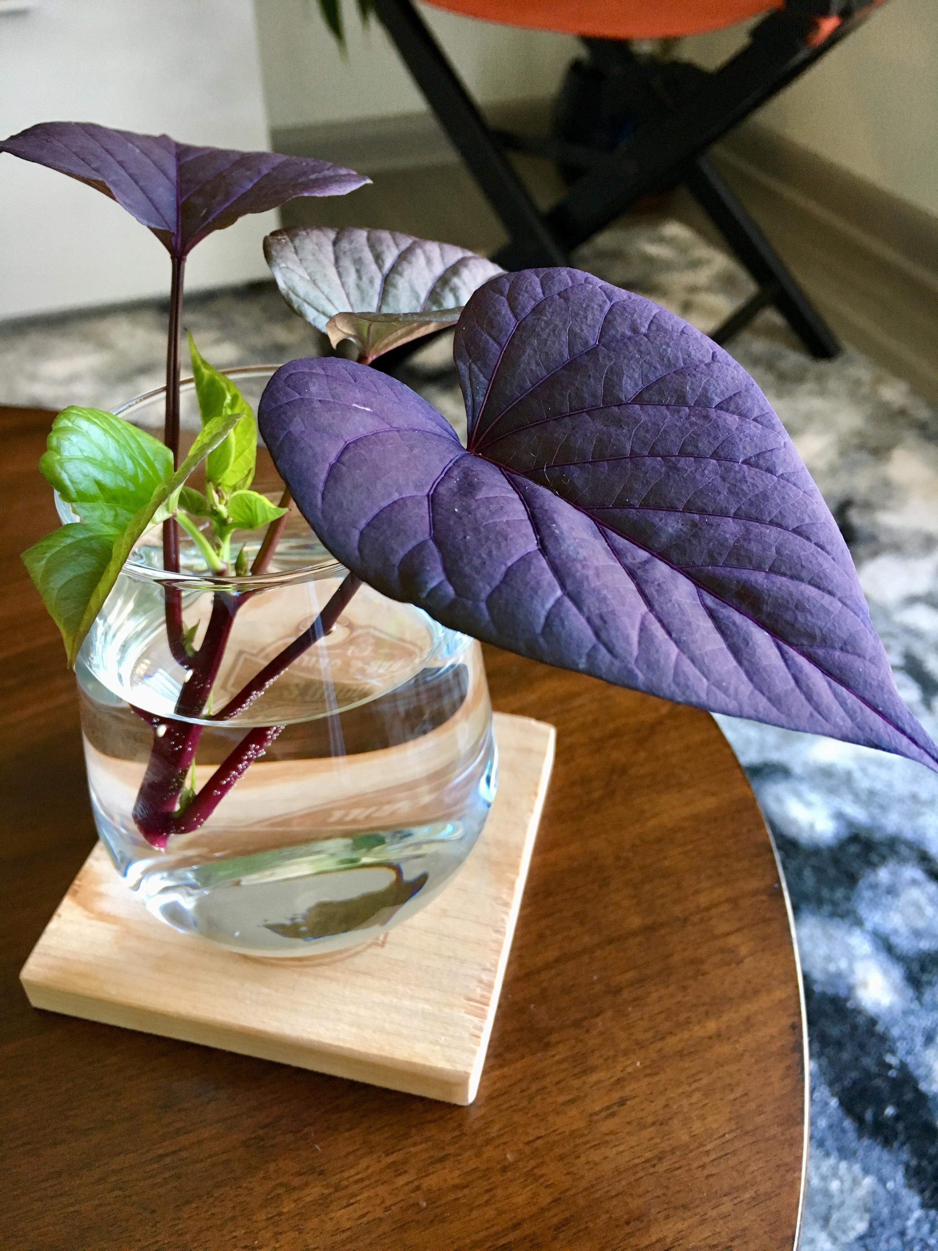 23 best u/specialyak images on Pholder Houseplants, Malelivingspace