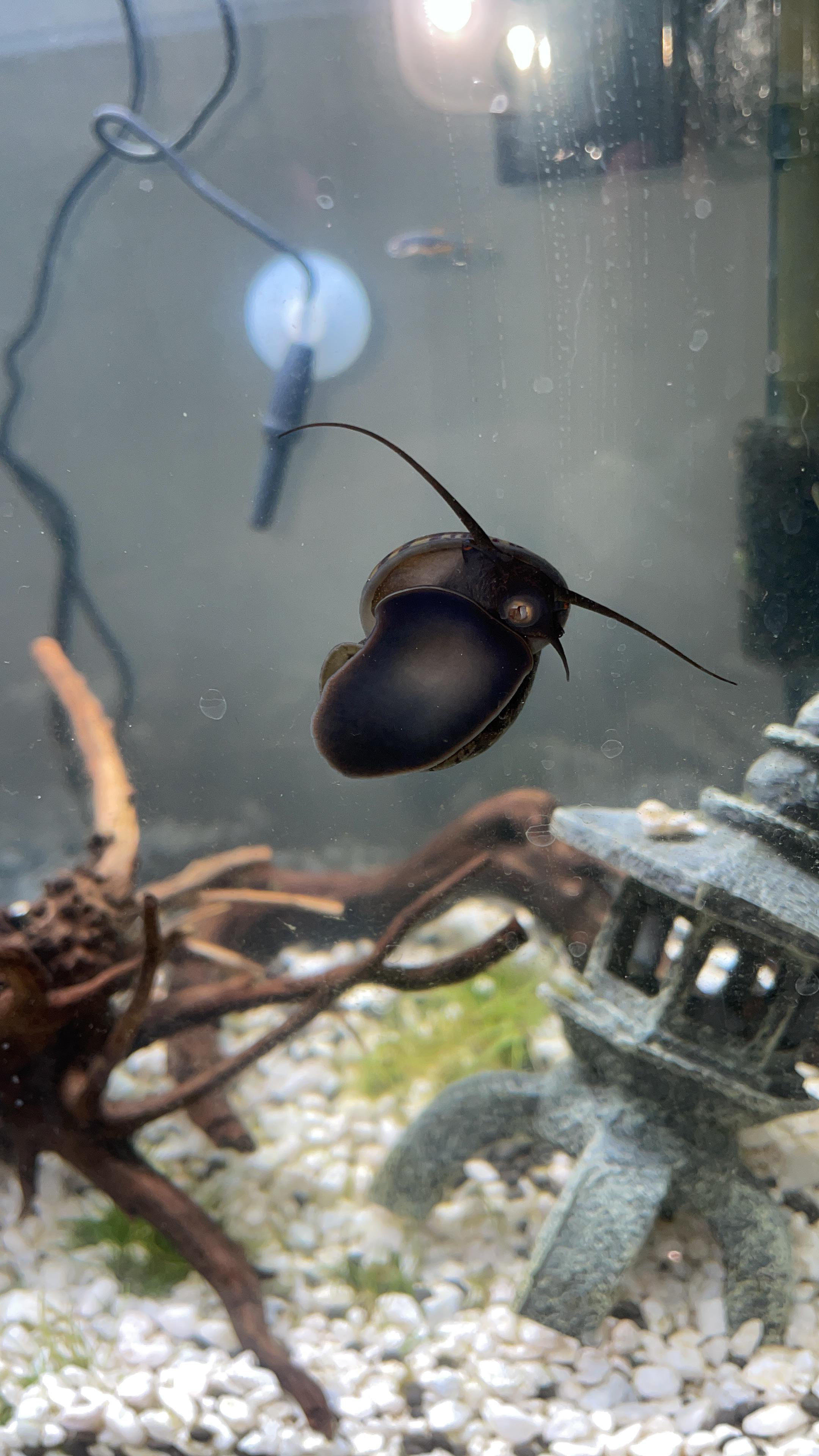 My mystery snail, Mr E, died today. No one gets how this hurts r