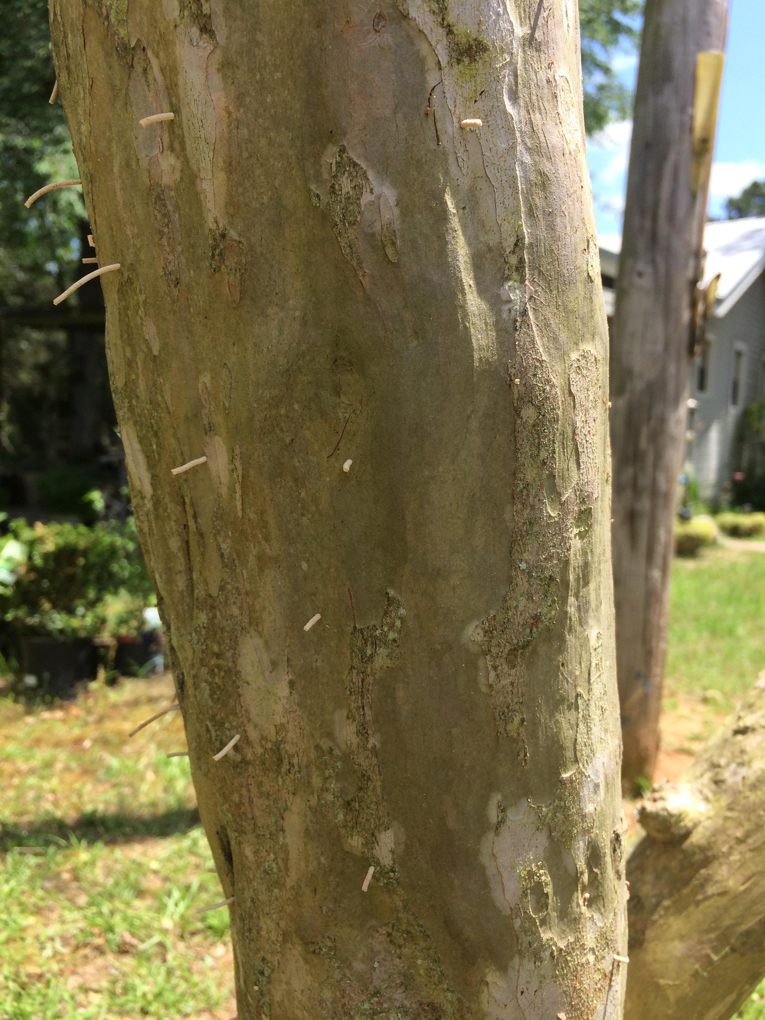 What Is The White Stuff On My Crepe Myrtles Helps thepoetandtheplant