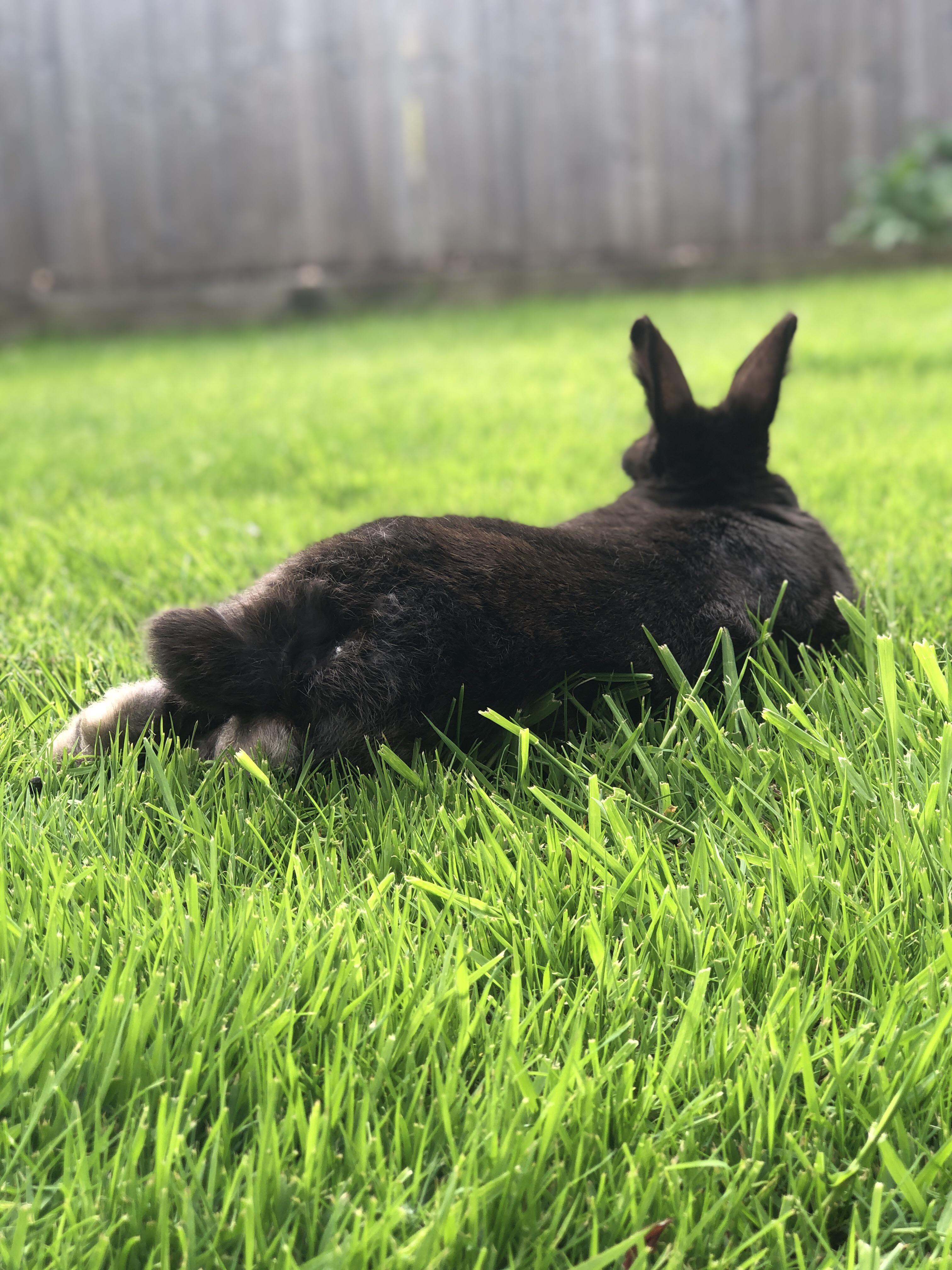 Geoffrey the majestic fluff butt enjoying some sunny weather. But when