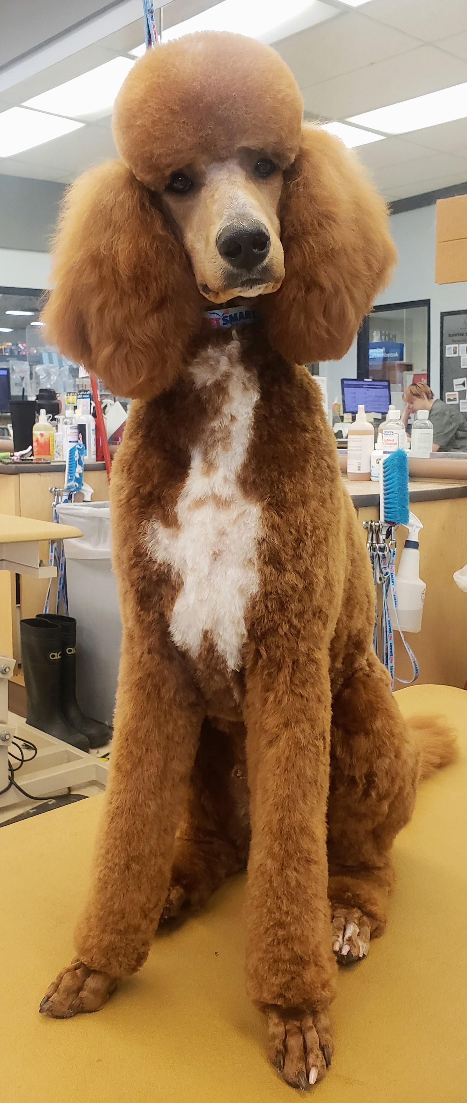 On My Way to Poodle Your Doodle doggrooming