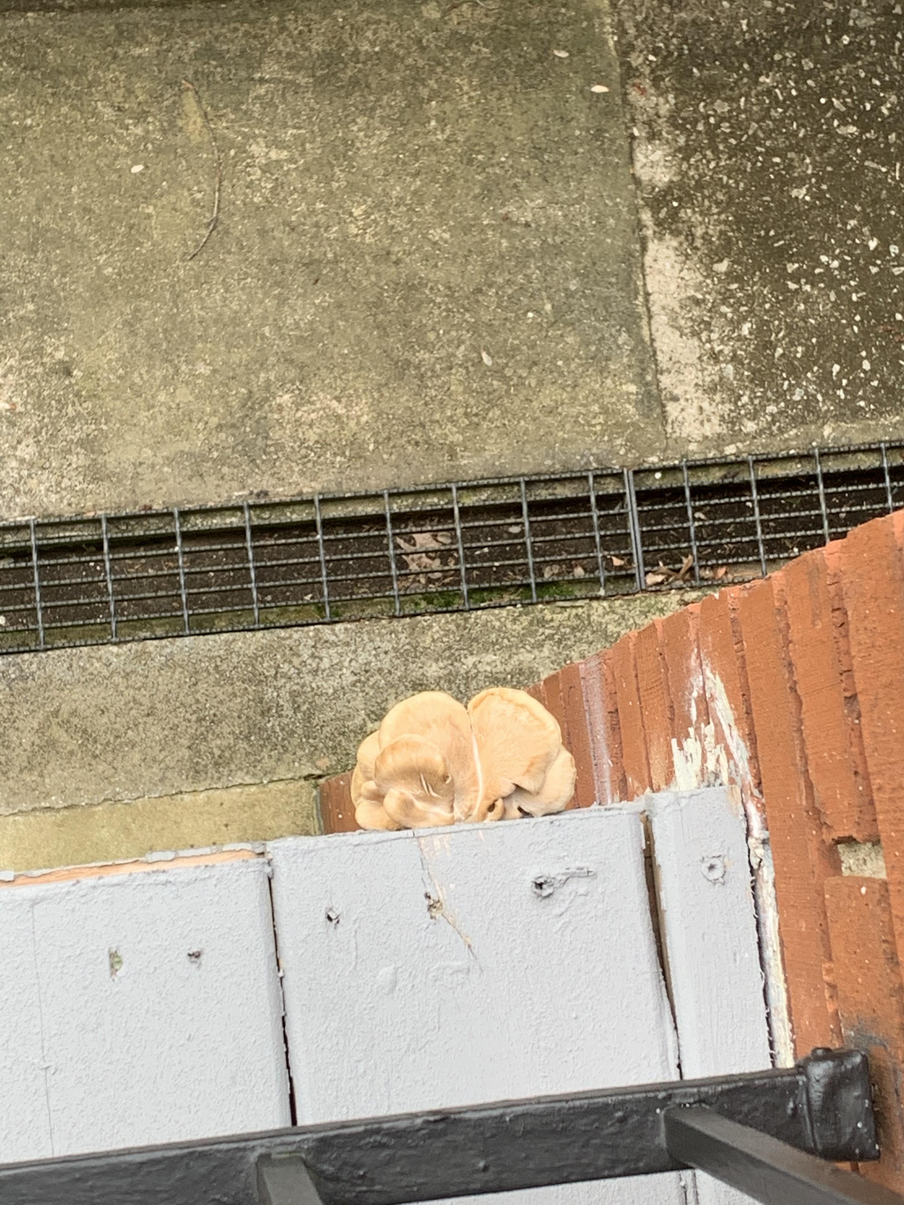 This fungus is just growing in my deck’s wood r/mildlyinteresting