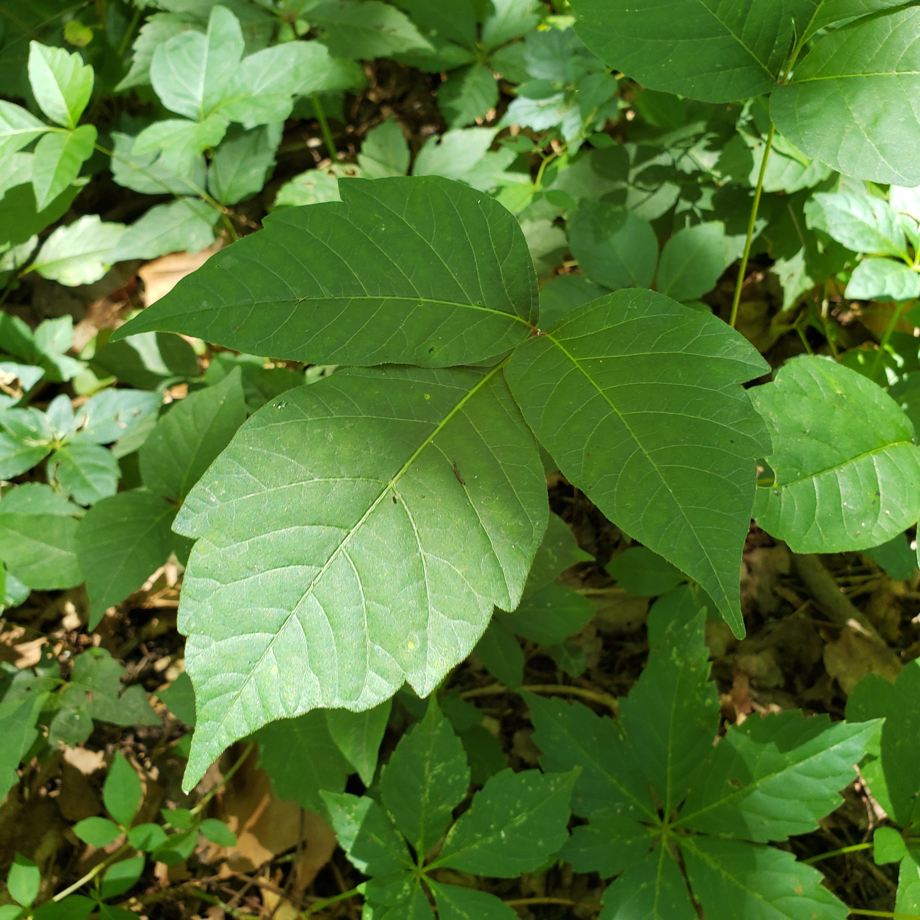 Here is some poison ivy. Notice the 3leaf formation. The middle leaf