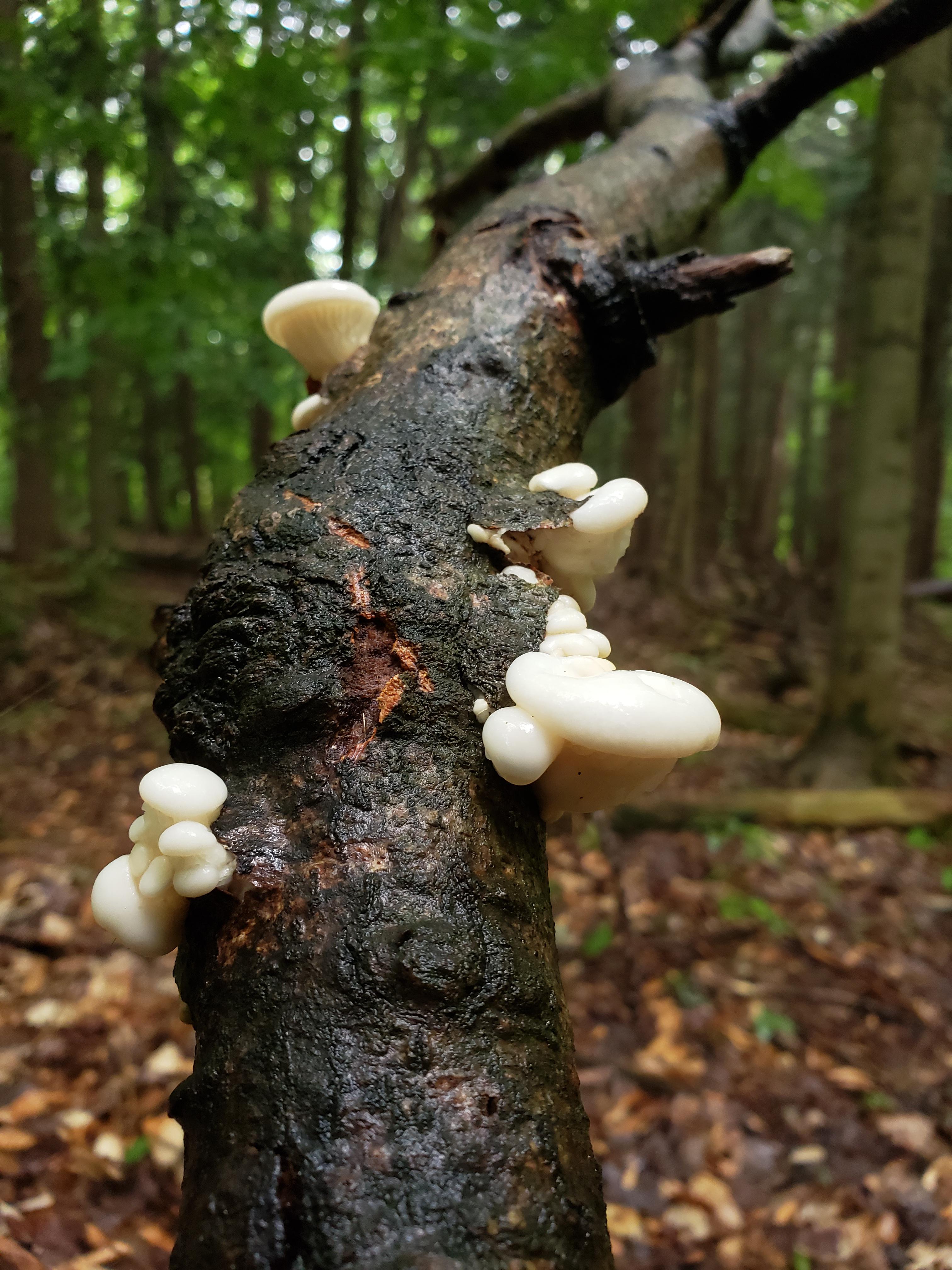 Kid having fun! mushroom_hunting