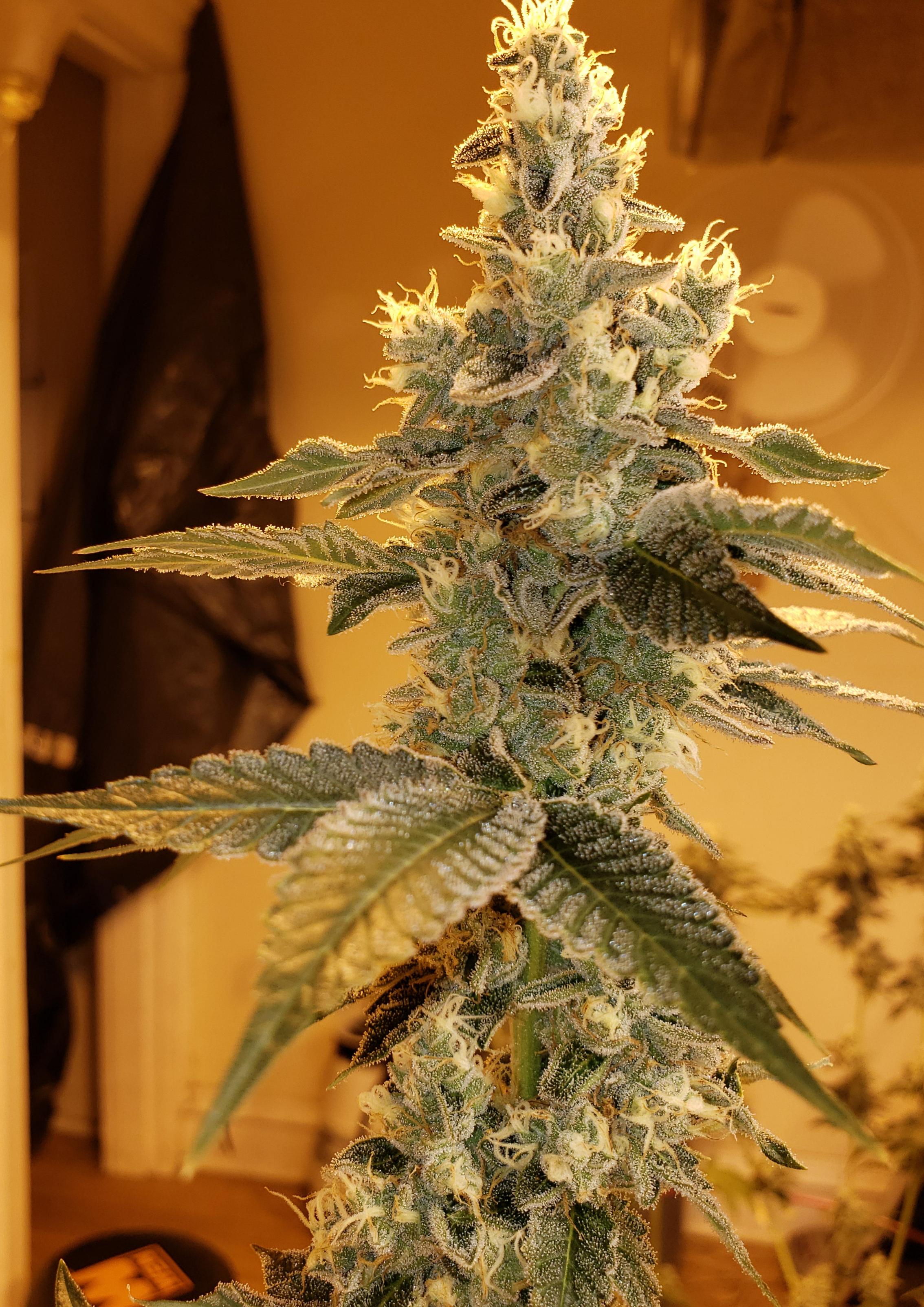 Chem D x GSC aka GMO r/GrowingMarijuana