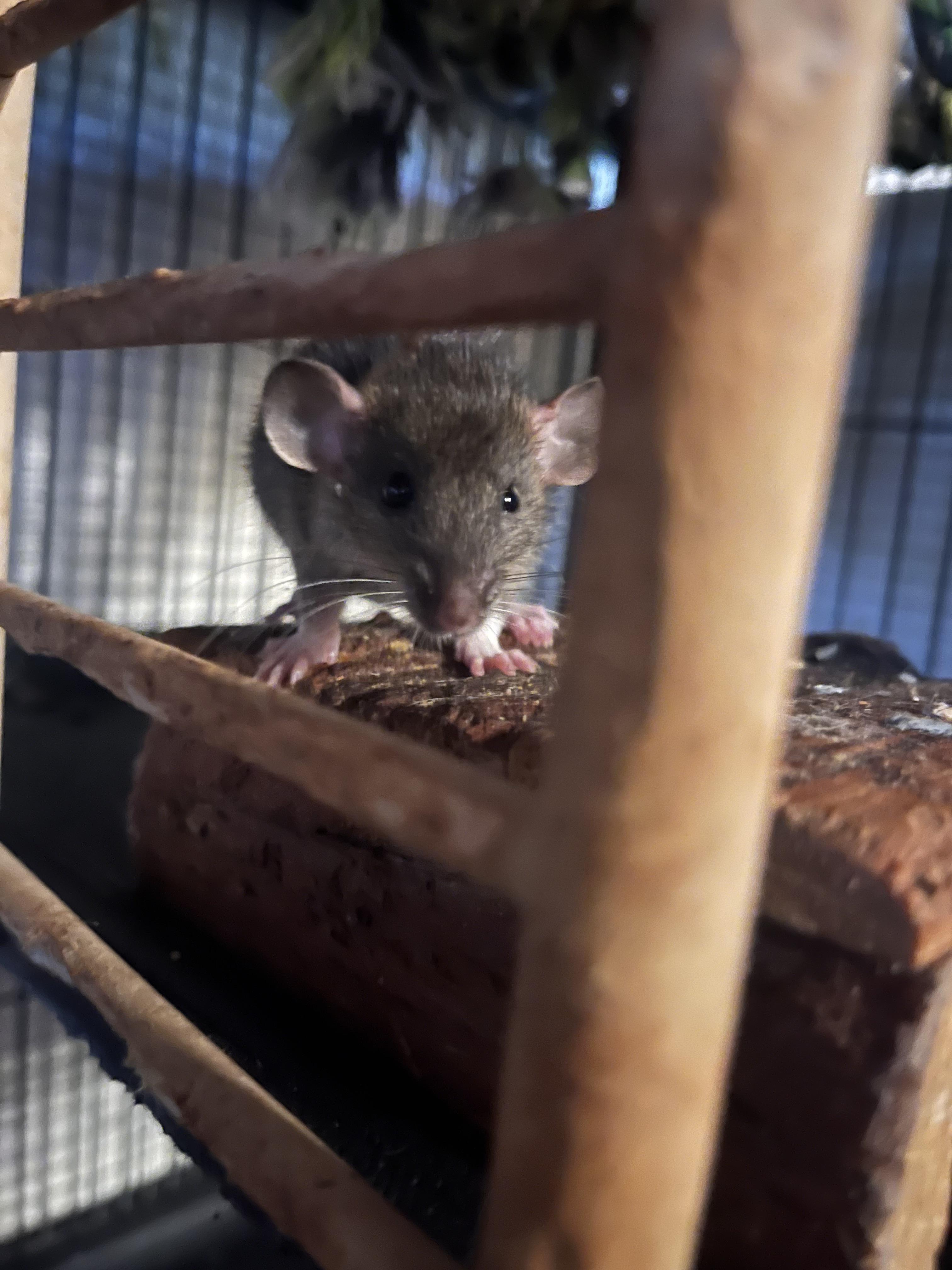 Skittish New Rat r/RATS