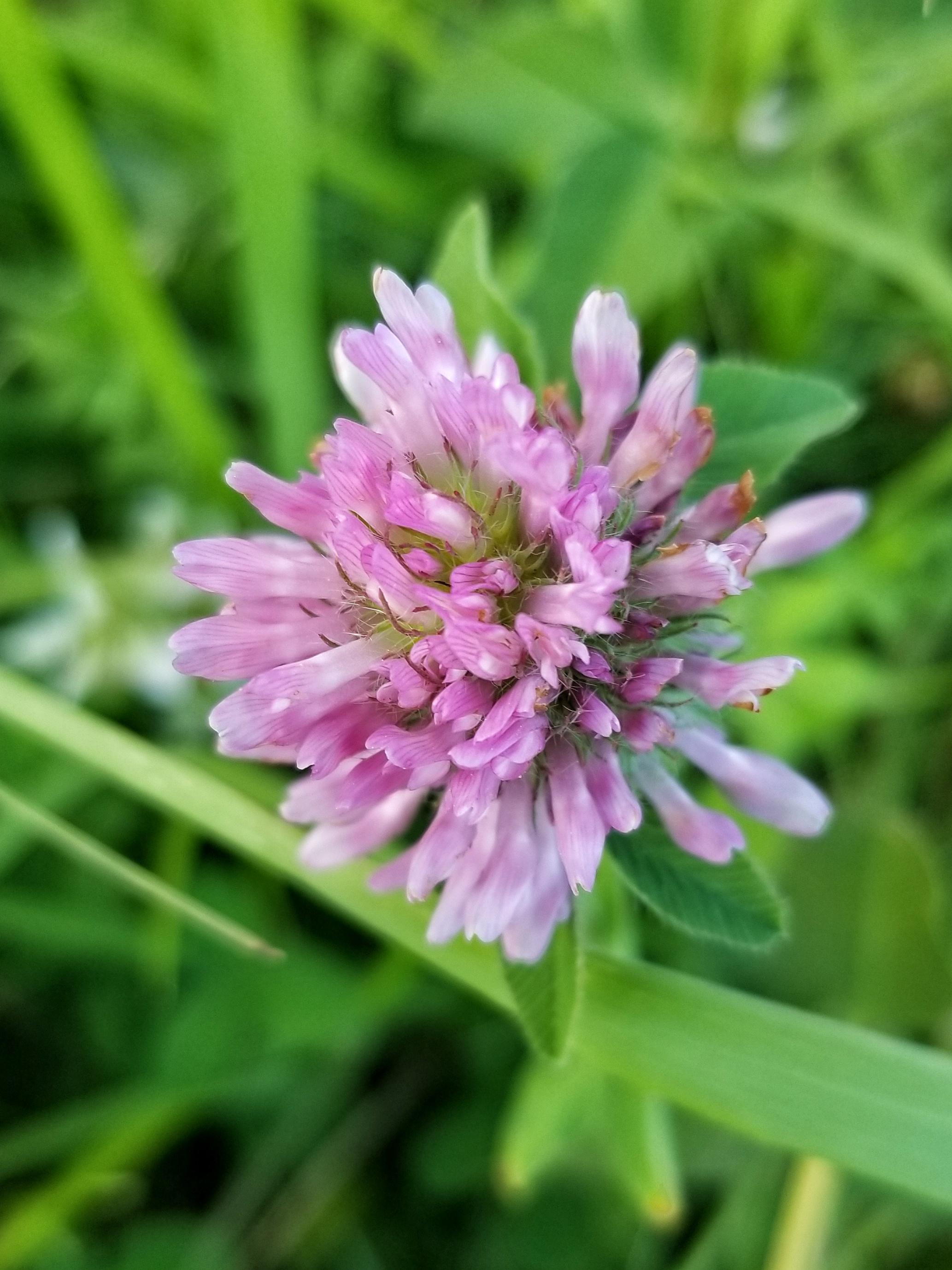 ITAP of pink clover itookapicture