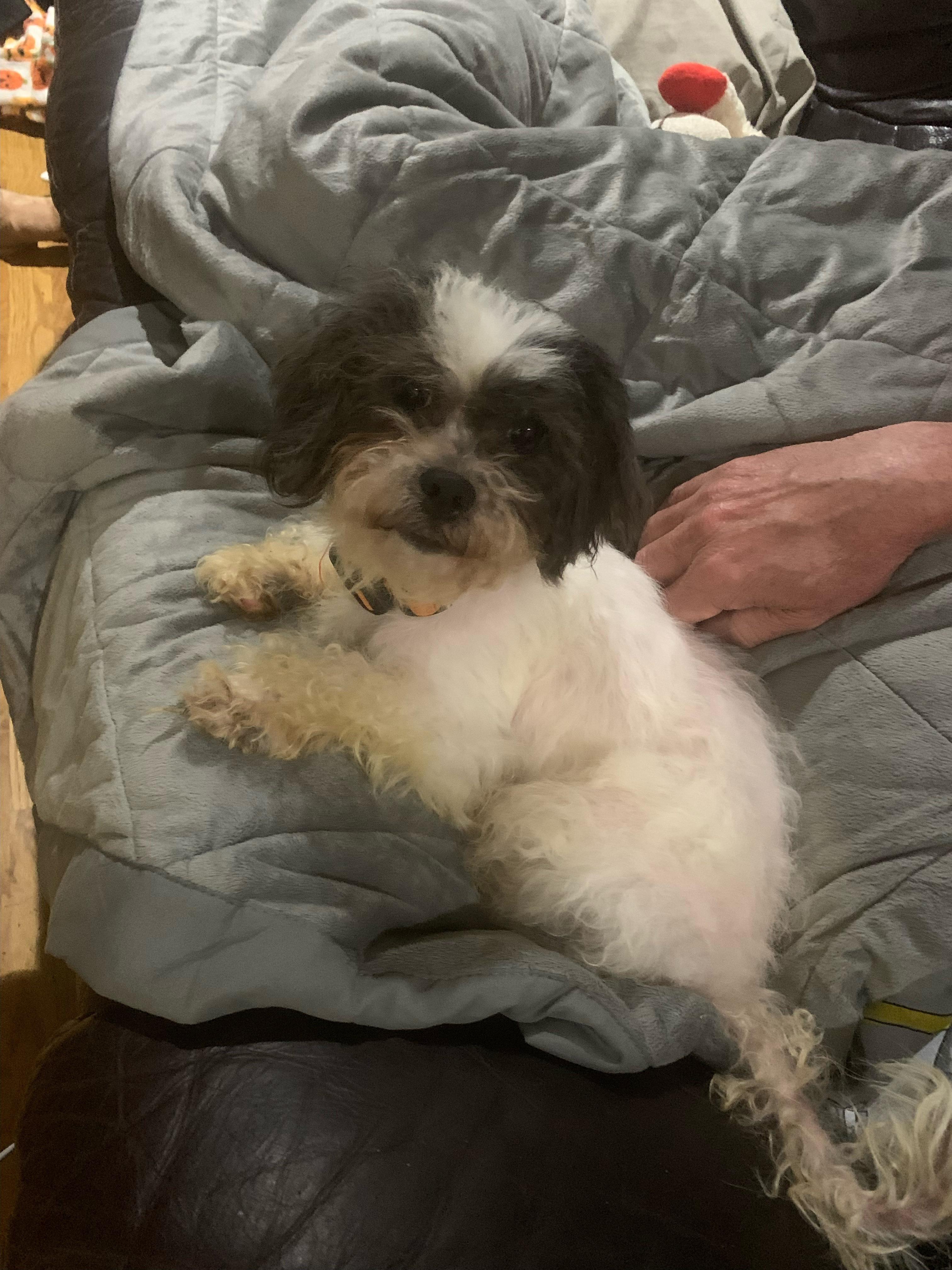 found dog (update) r/Birmingham