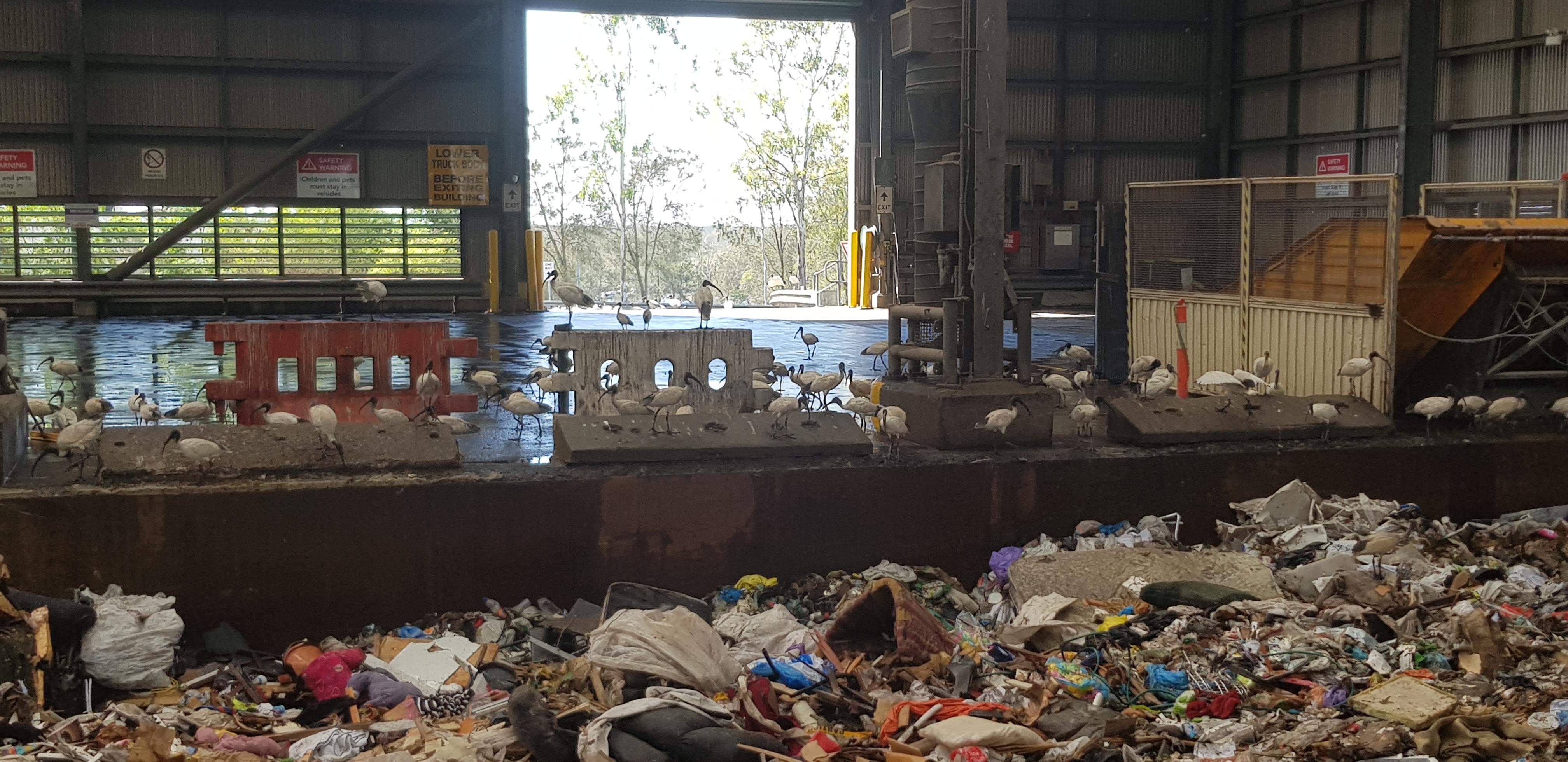 Nudgee dump is bin chicken central r/brisbane