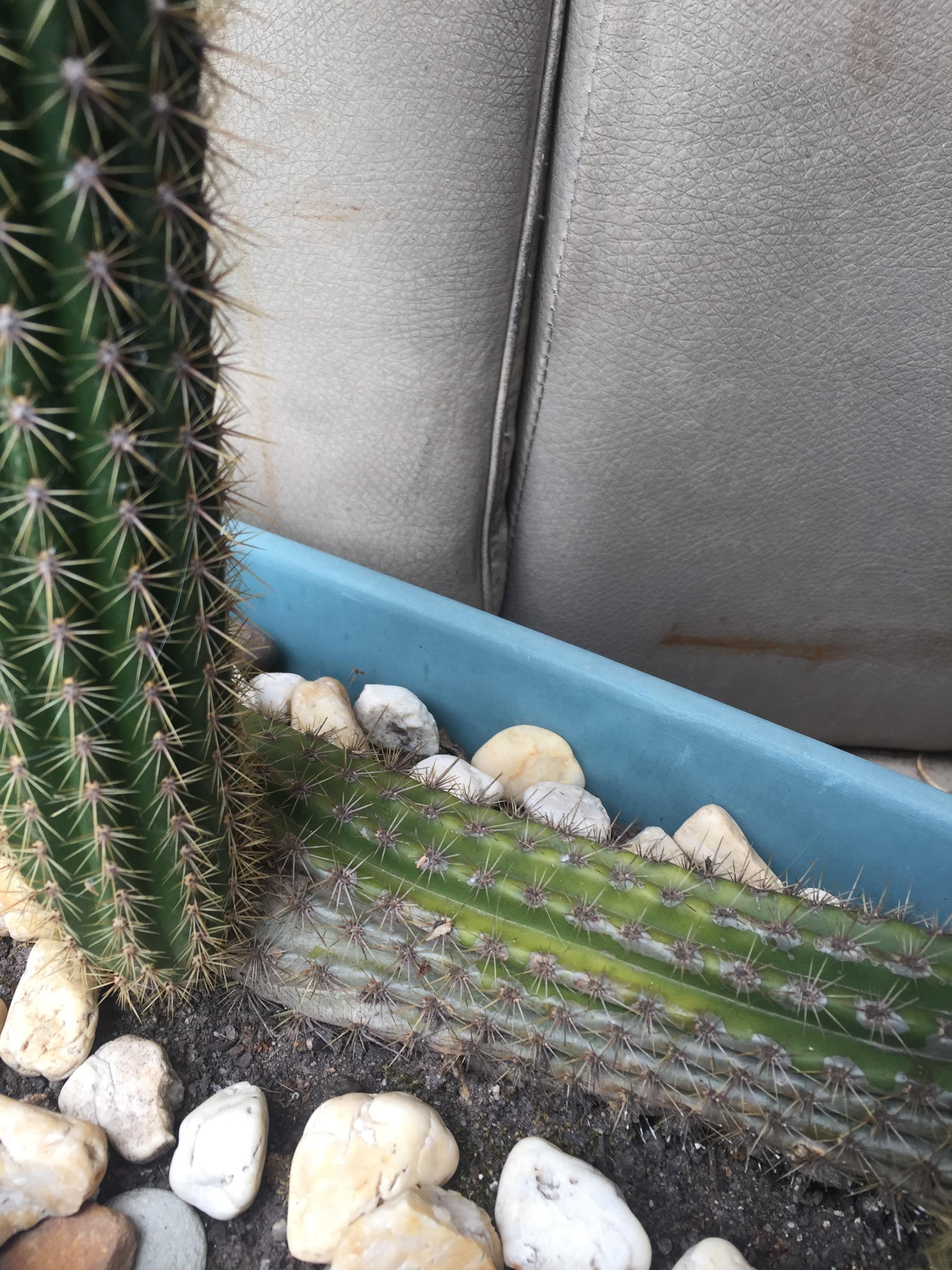 Cactus yellowing, is this rot?? It’s got new growth popping through