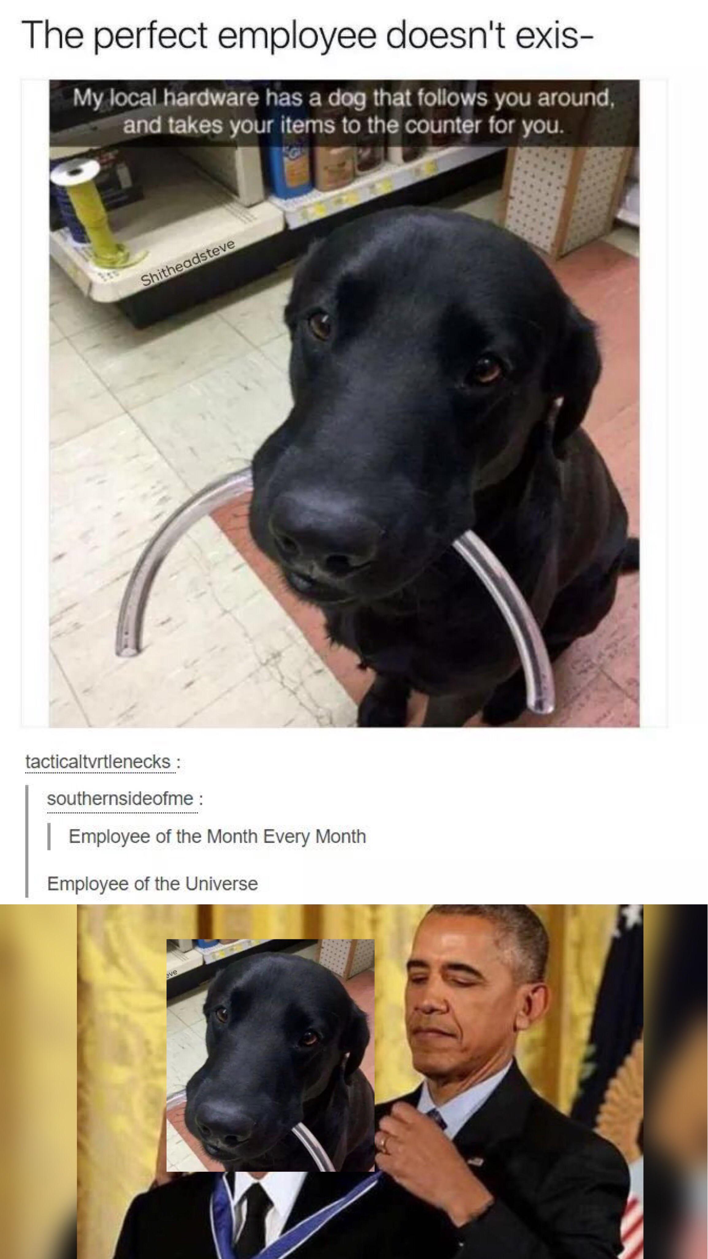 He’s a good boy memes