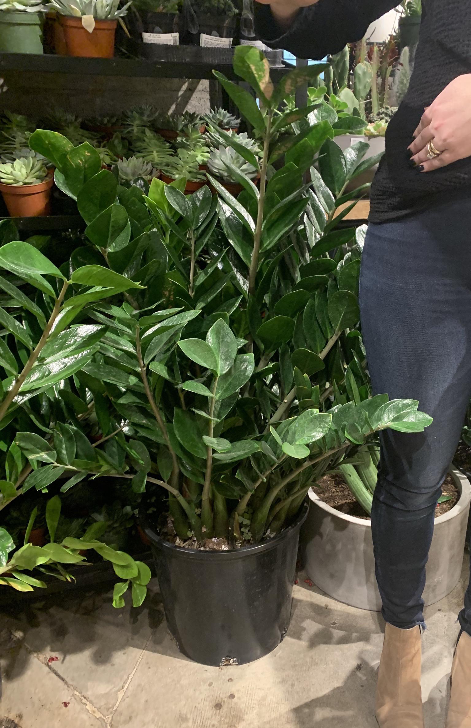 The biggest ZZ I’ve ever seen! r/matureplants