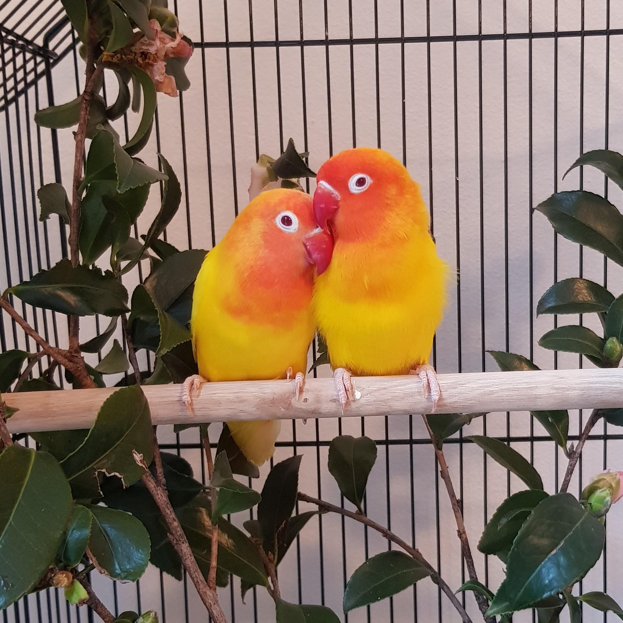 My beautiful mango lovebirds r/aww