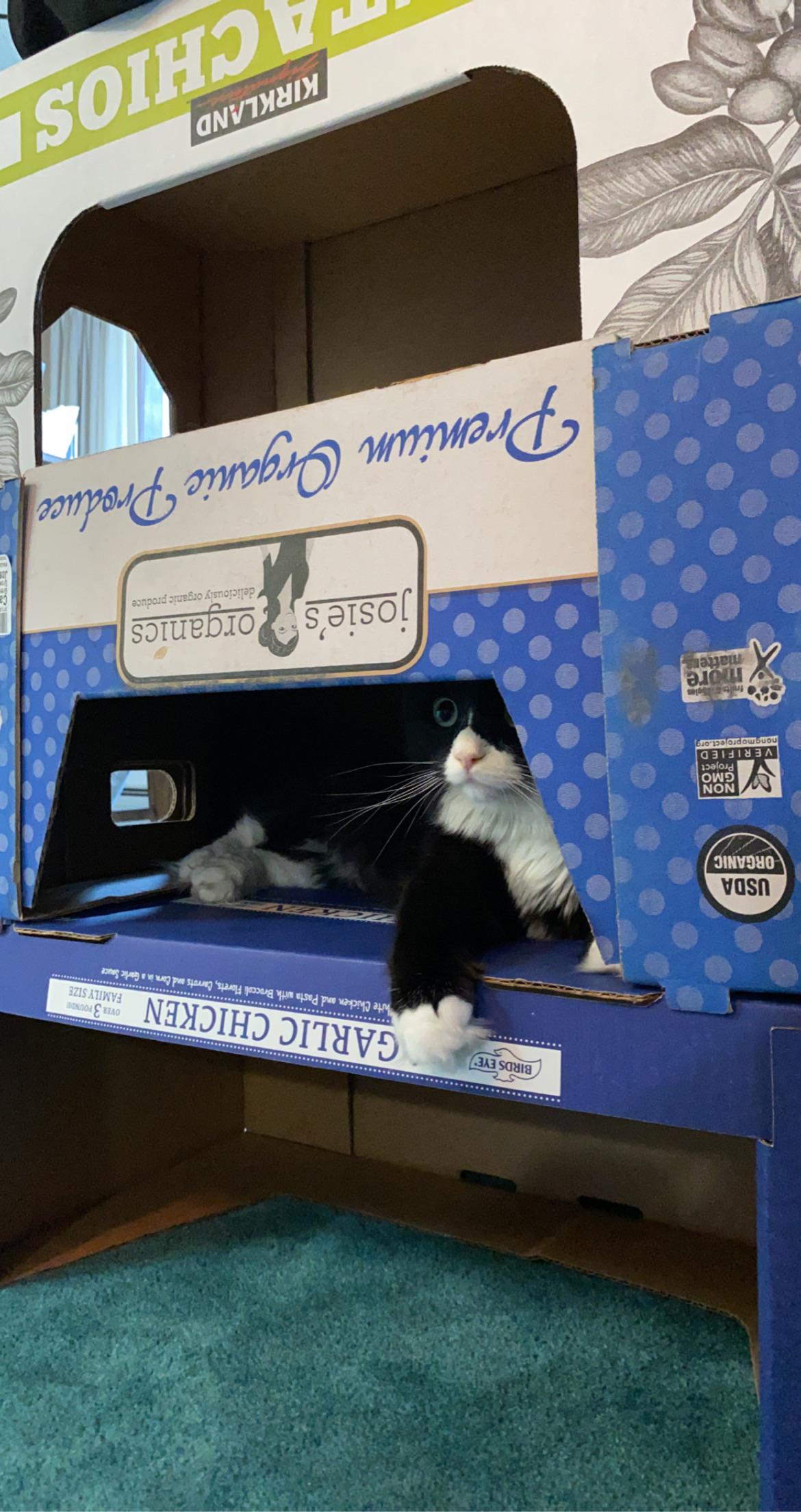 Costco is for cats too r/cats