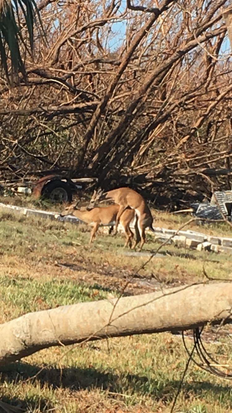 Good to see key deer successfully increasing their population. Big Pine