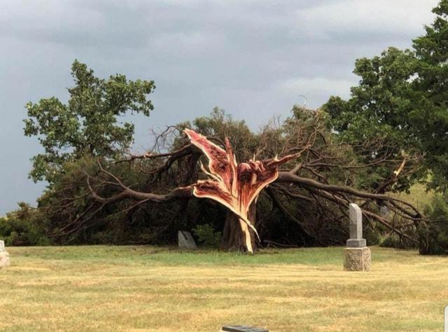 Lightning struck a tree in Kansas r/dontputyourdickinthat