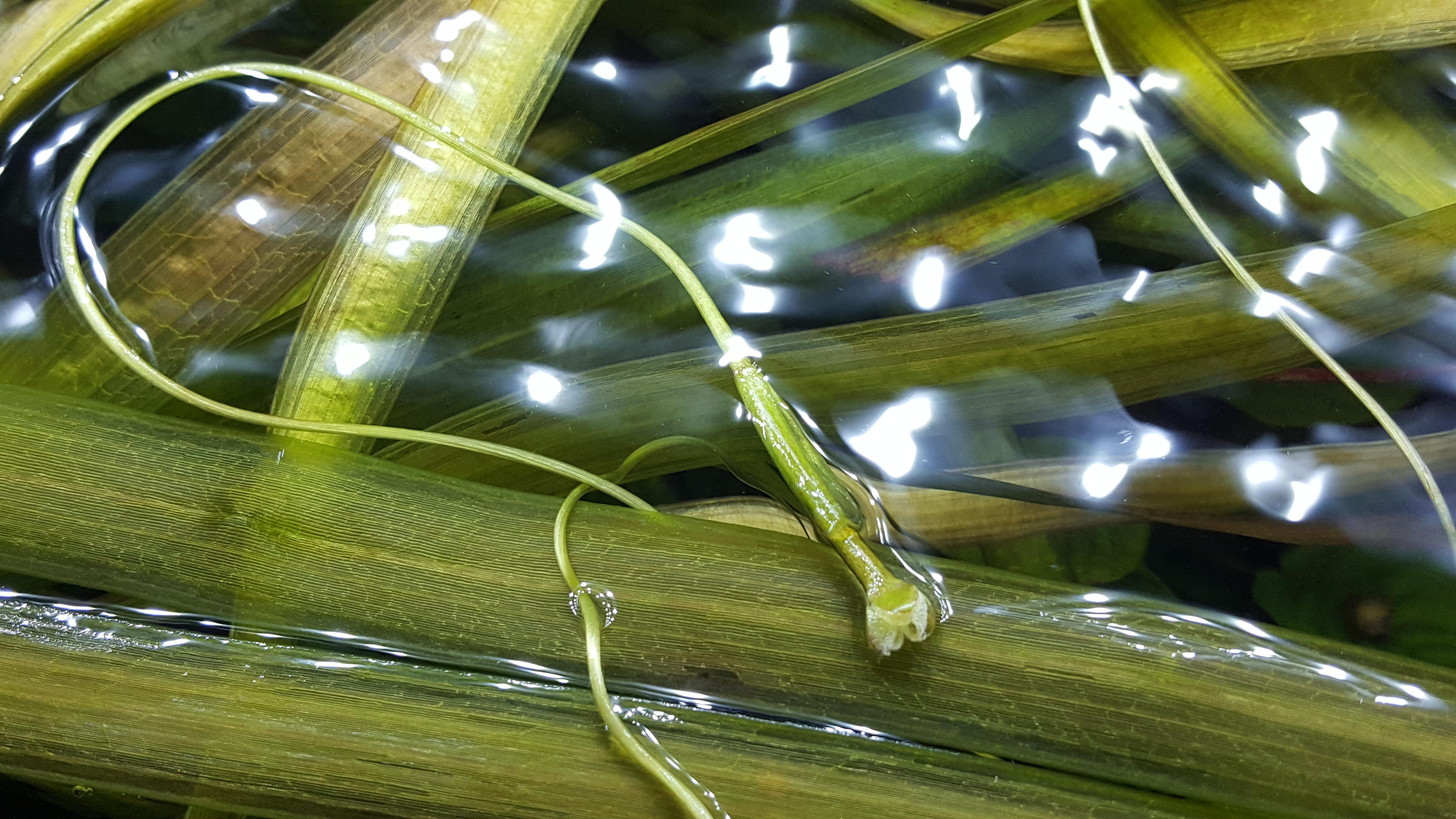 Jungle val has sent out this mad 4 foot runner with a flower? r/Aquariums