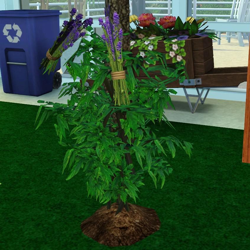 I've been planting Lavender in sims' gardens since University Life