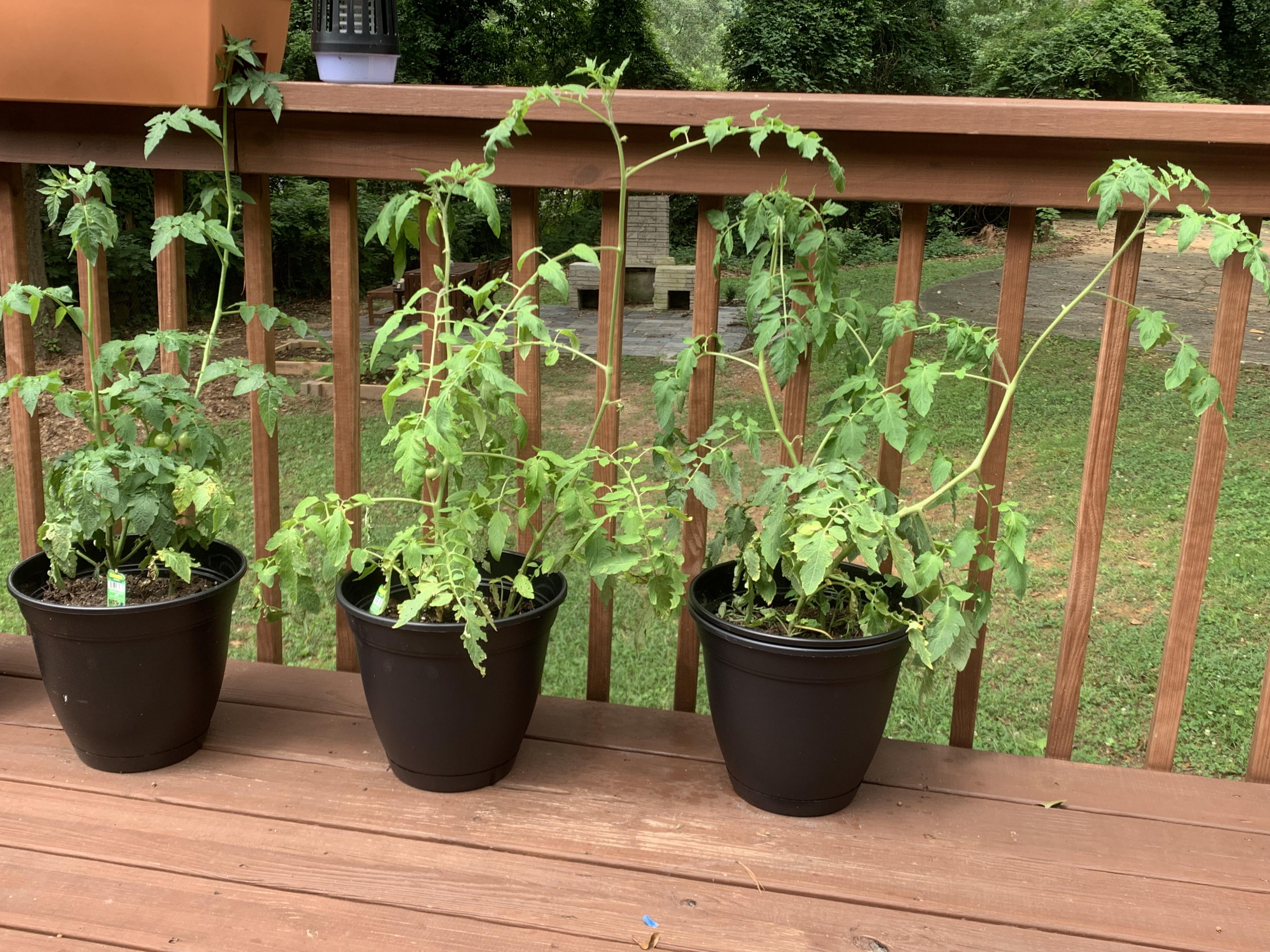 Spindly tomato plants prune or nah? r/gardening