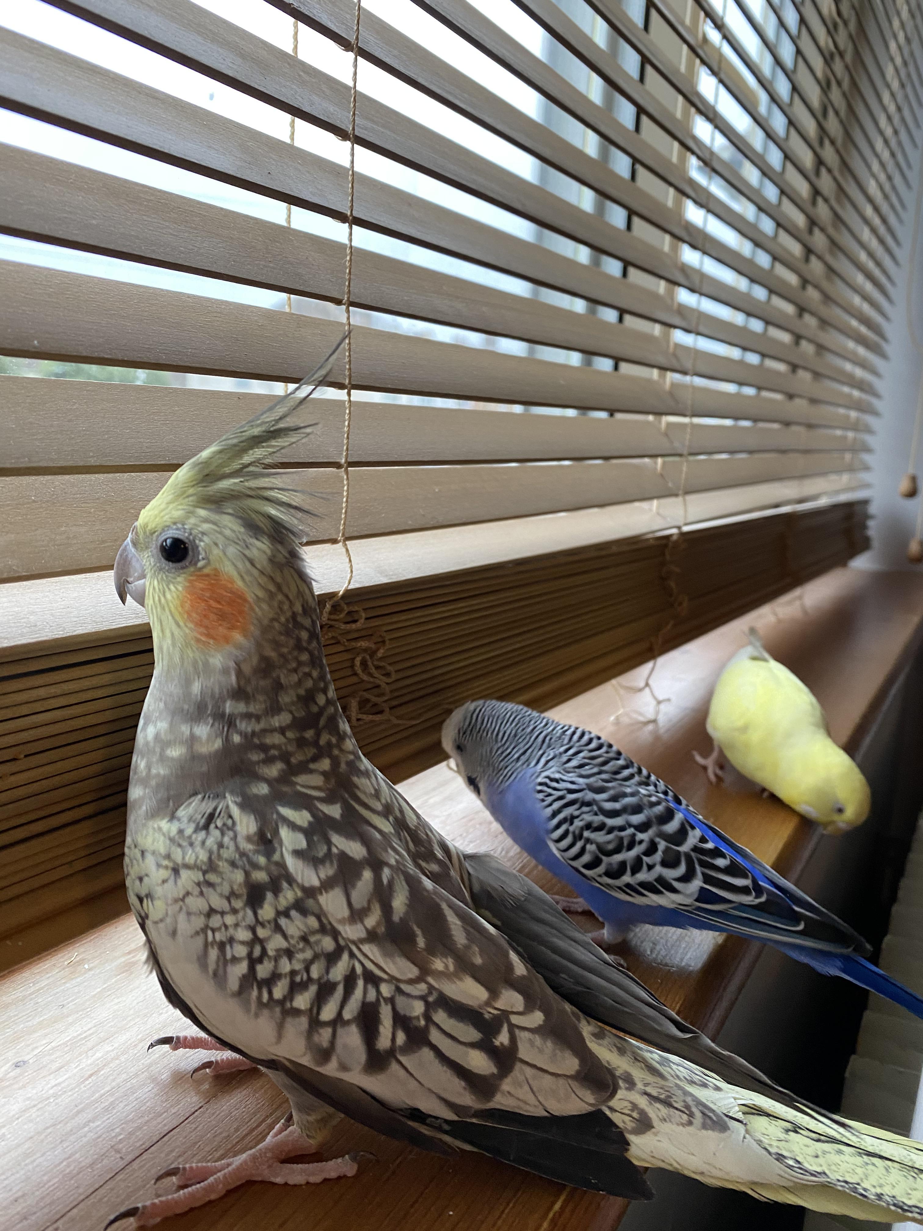 Cockatiels and budgies go well together! r/budgies
