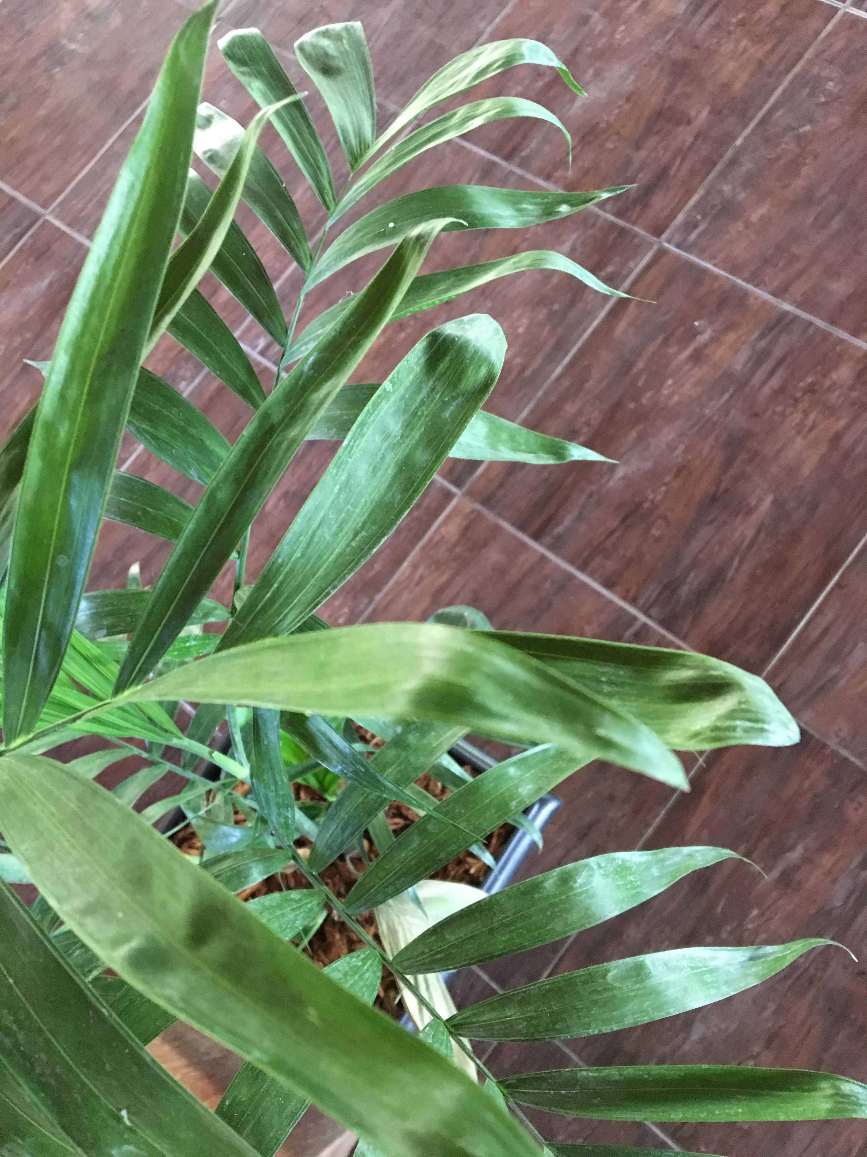 My palm leaves starting to curl up. Am i under or overwatering it? r