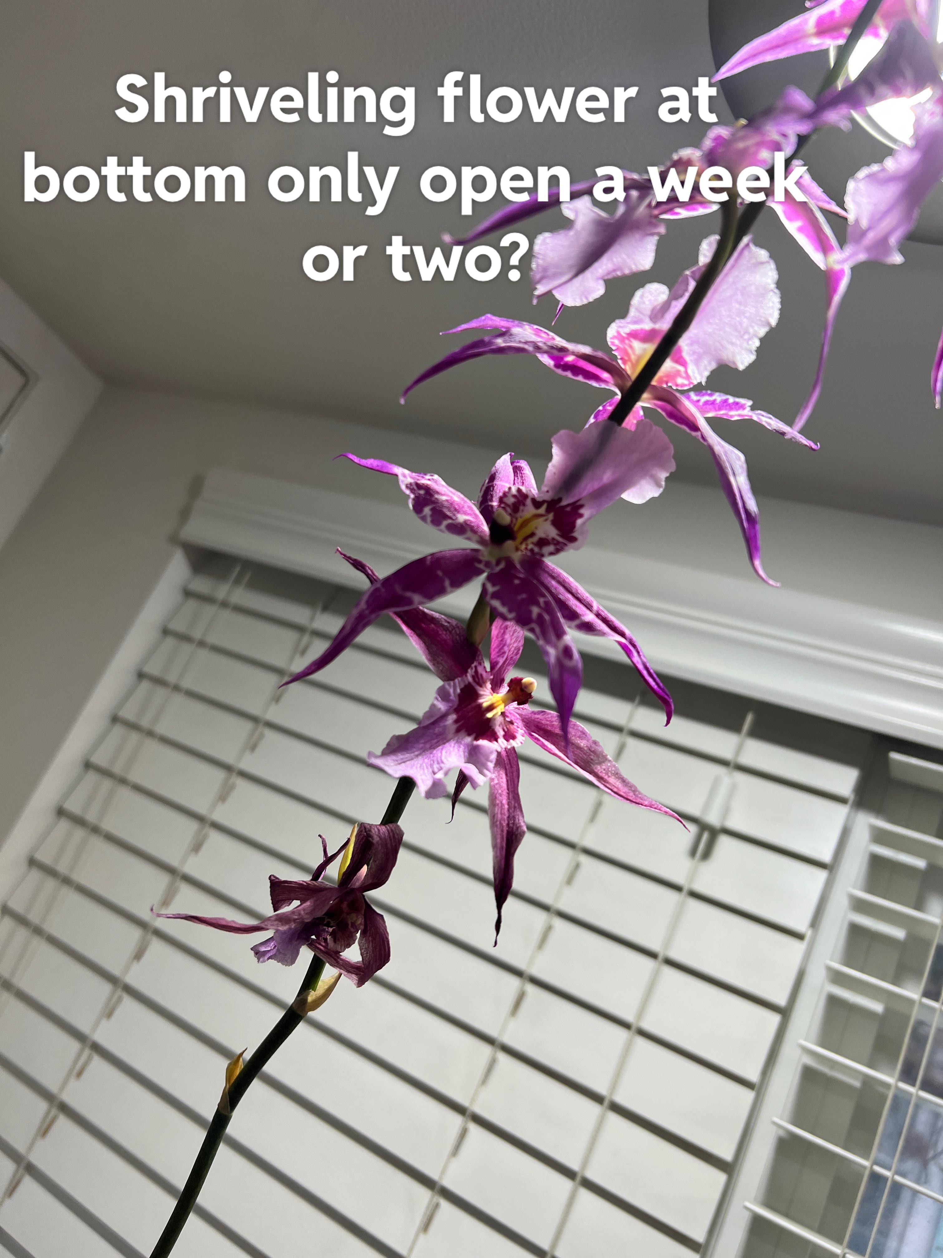 Blooms dying a week after opening? Type? r/orchids