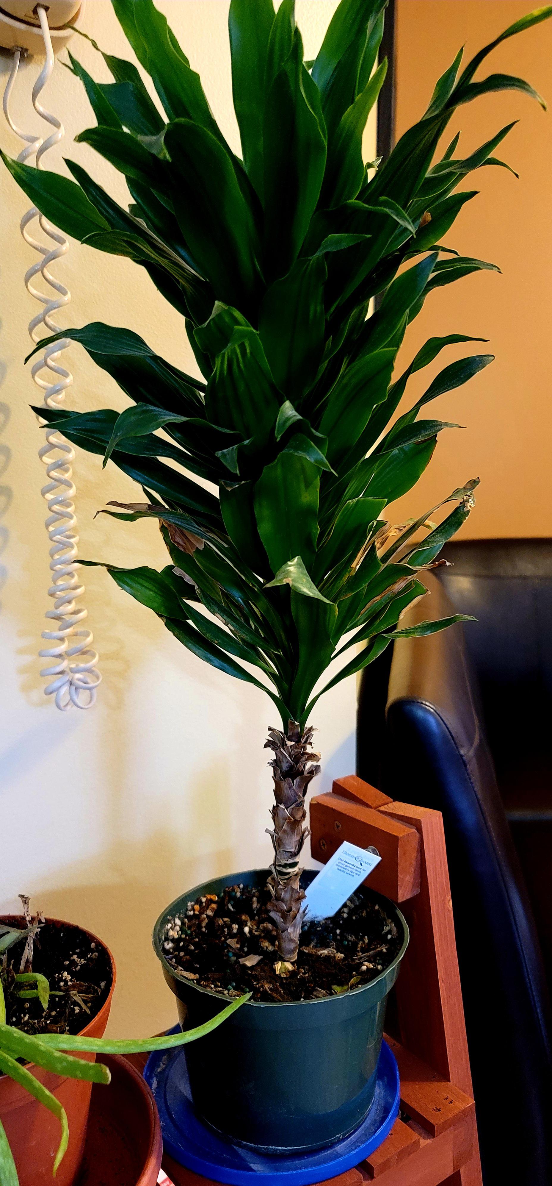 Nephew showing me his pride and joy r/houseplants