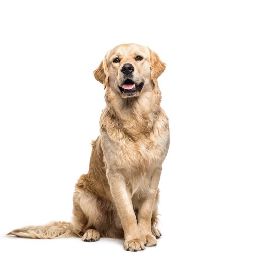 Been using IMG2IMG with to get some really good results