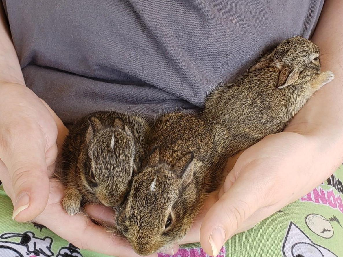 Baby bunnies (rescued from dog and returned to nest. Relocated by