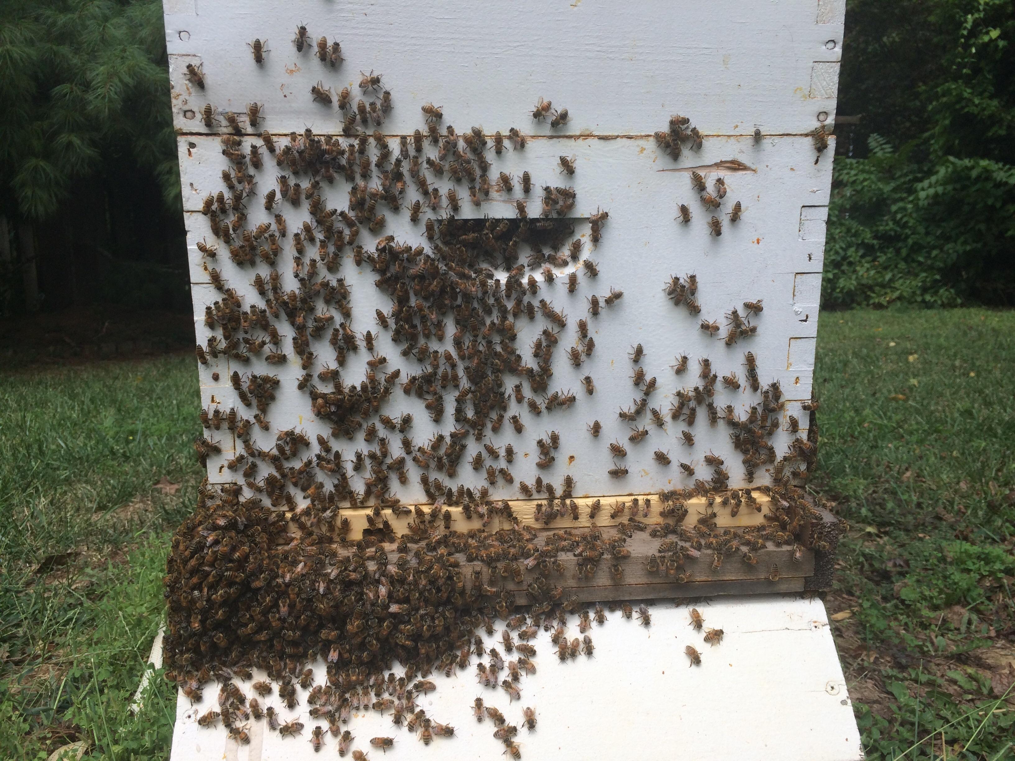 Bees all clumping on one side of the outside of the hive? r/Beekeeping