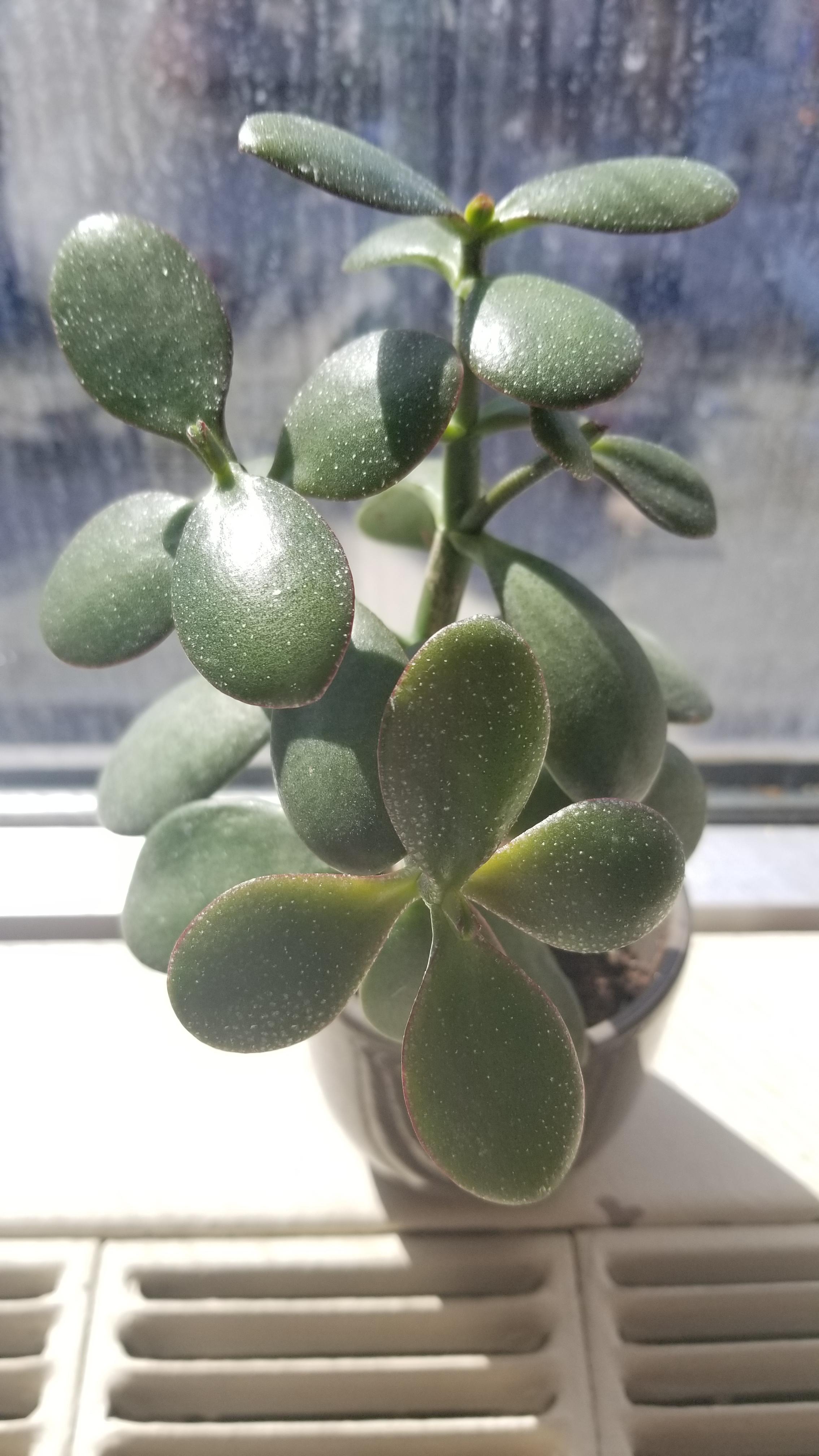 anyone know what these little white specks are on my jade plant, and