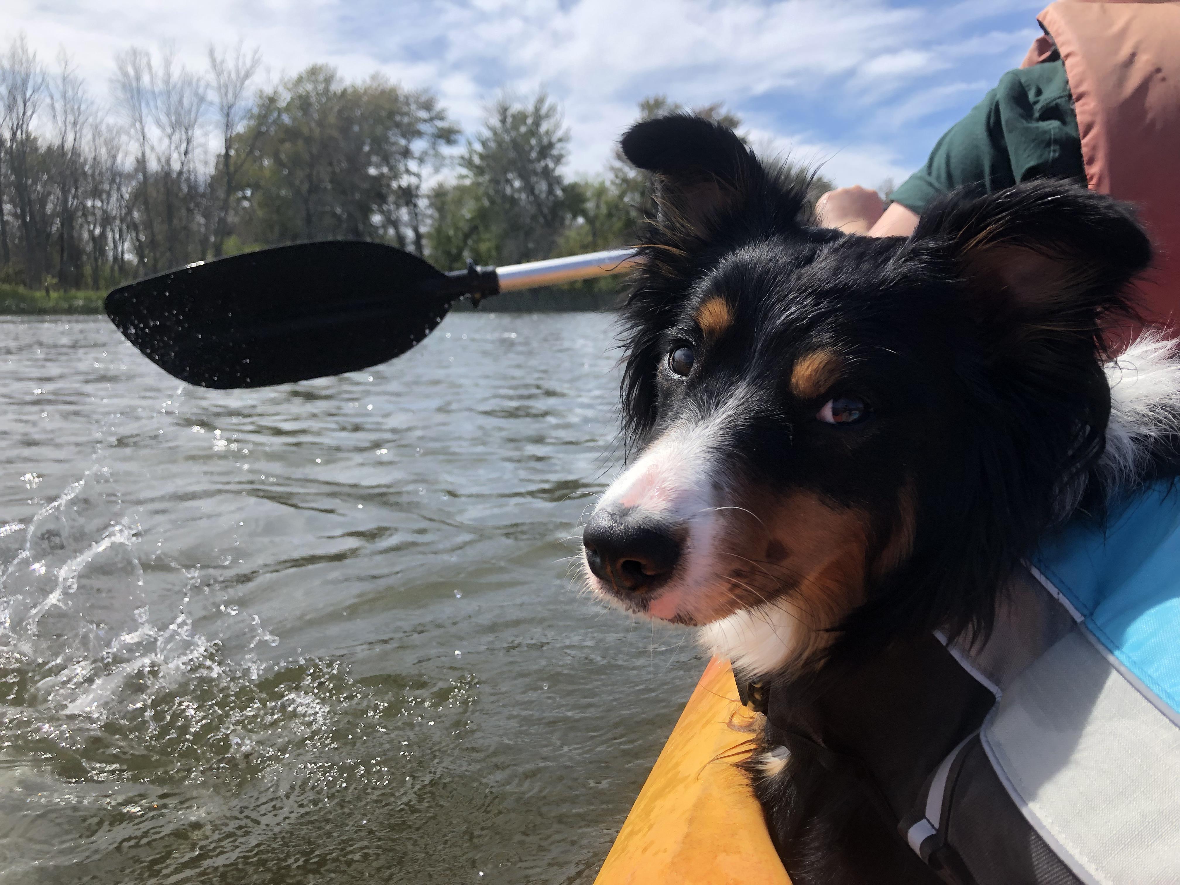 took my dog kayaking for the first time this summer. she loved it