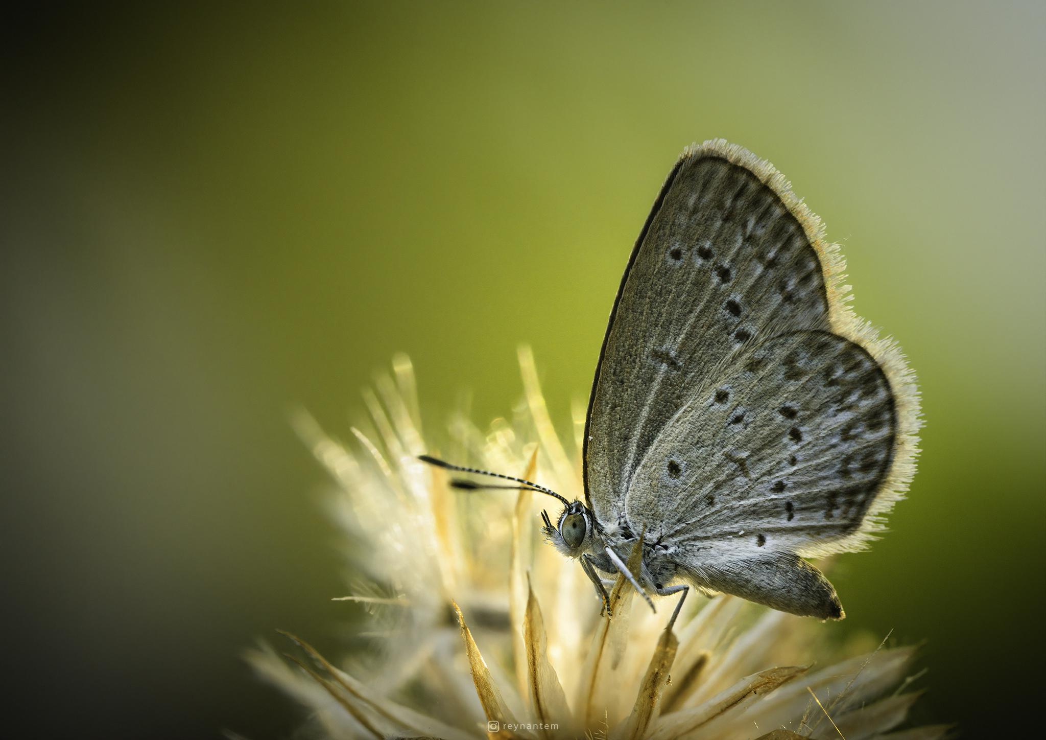 A Pale Blue Grass Butterfly at sunset r/AnimalPorn