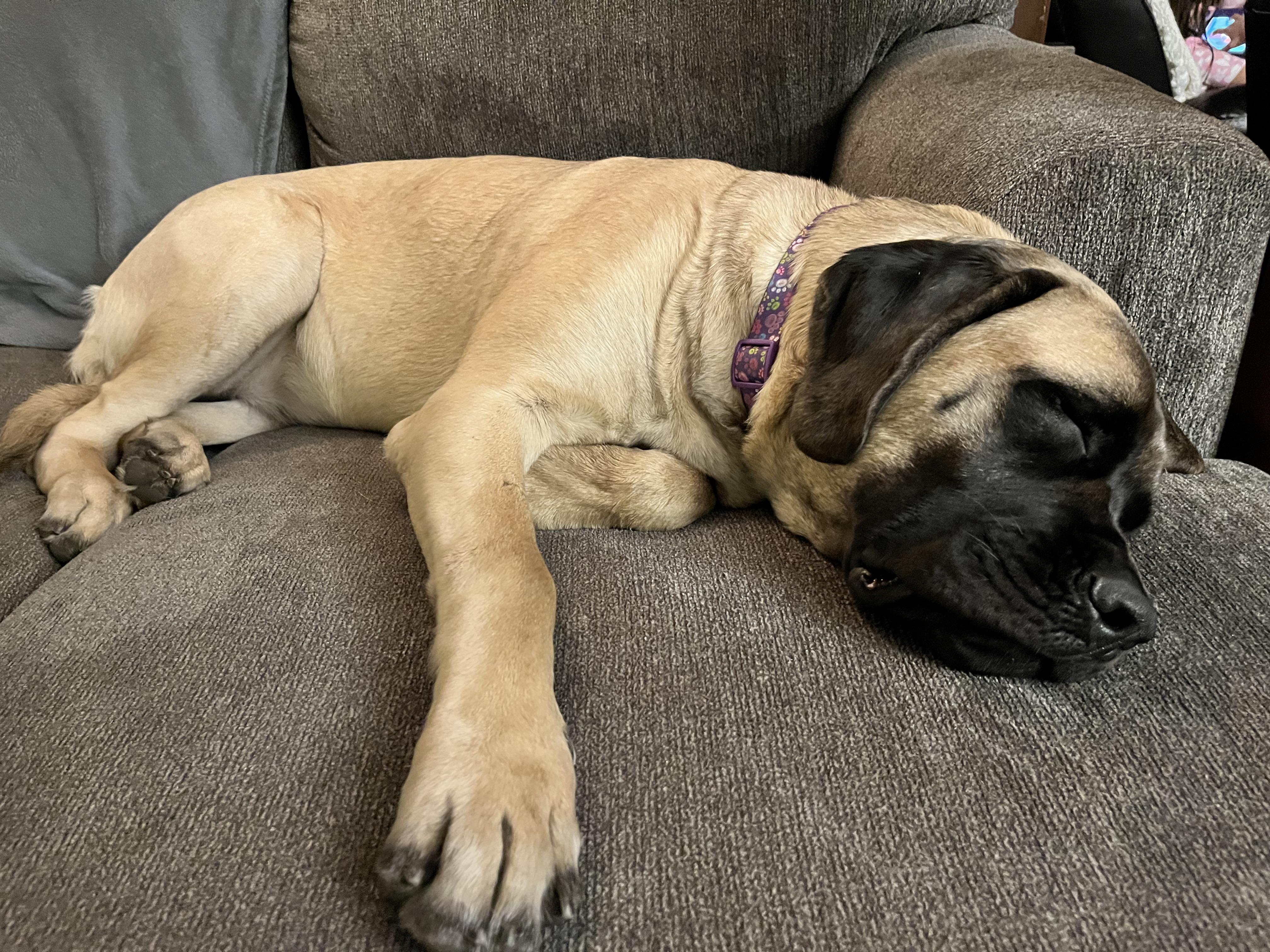 How Much Should English Mastiff Puppies Eat