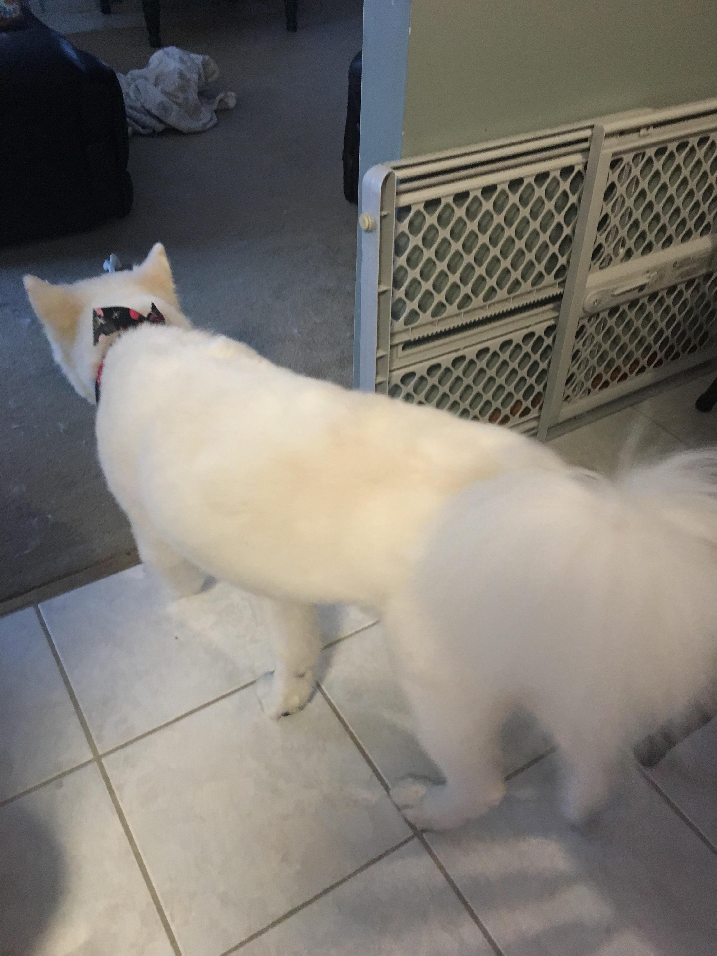 Did they ruin my dogs coat?!?!?! r/samoyeds