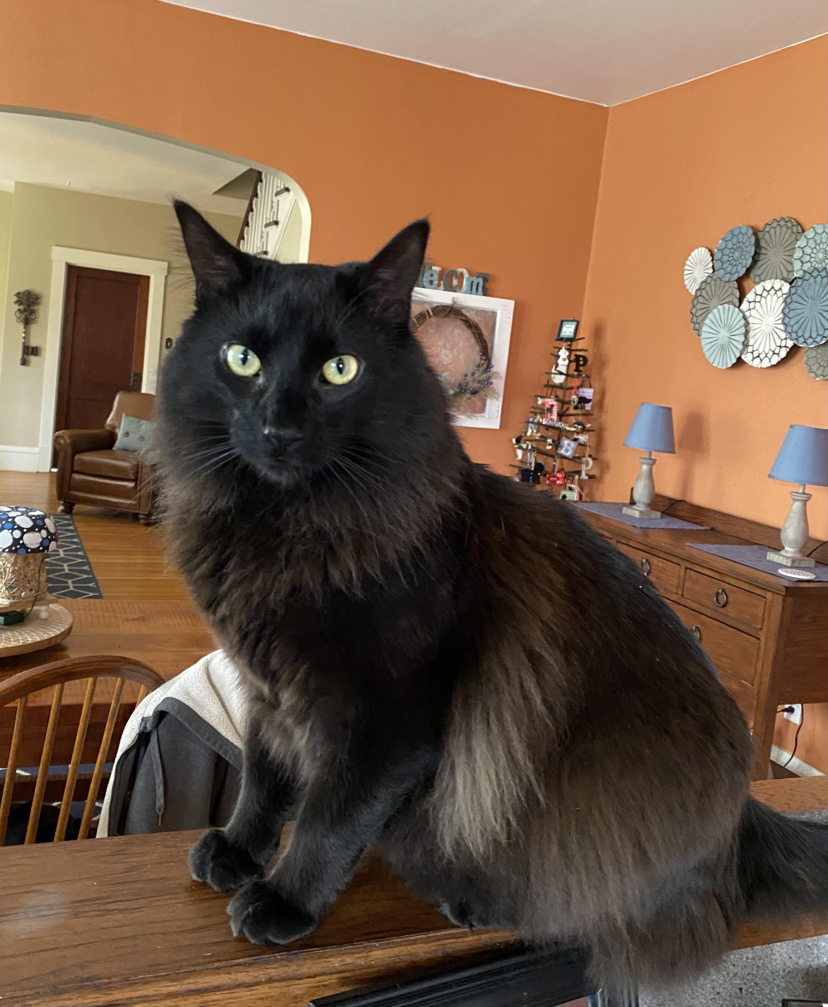 My Ragdoll/Maine Coon mix ) r/ragdolls