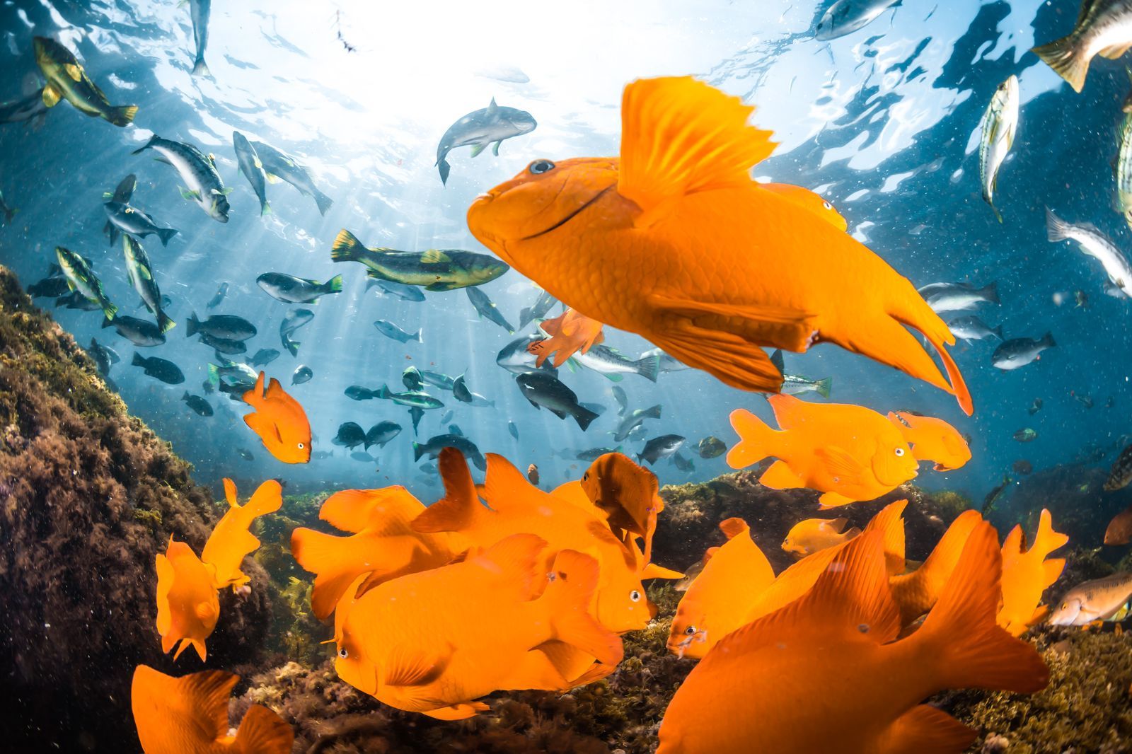 Chilling in California, Garibaldi fish off LaJolla r/aww