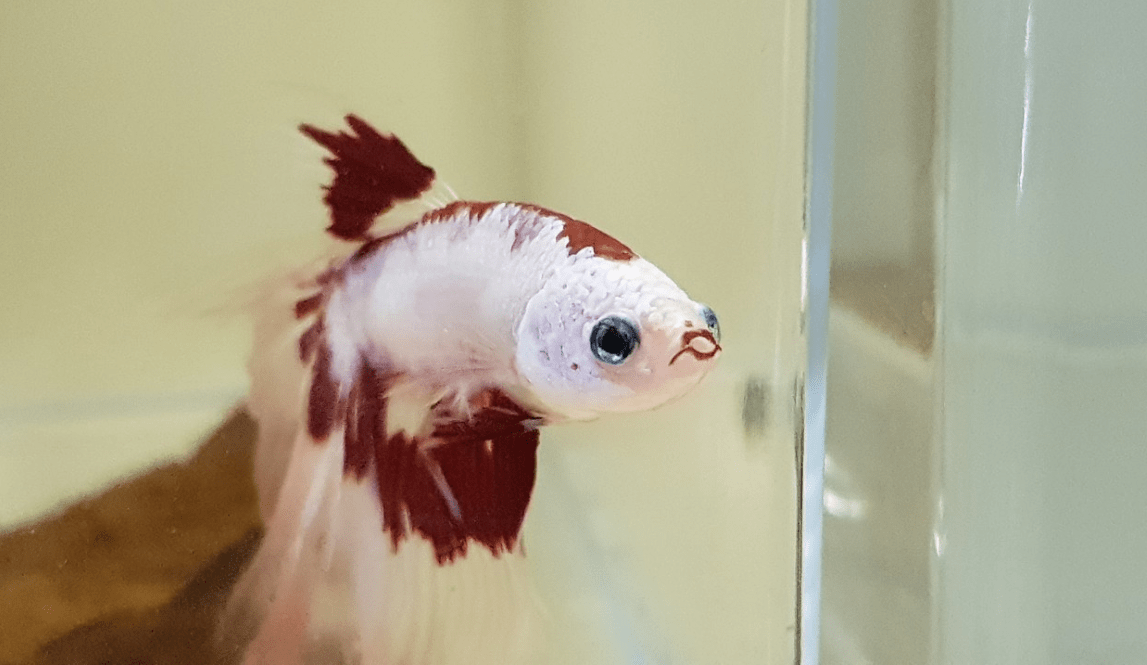 10000 best Lipstick images on Pholder Makeup Addiction