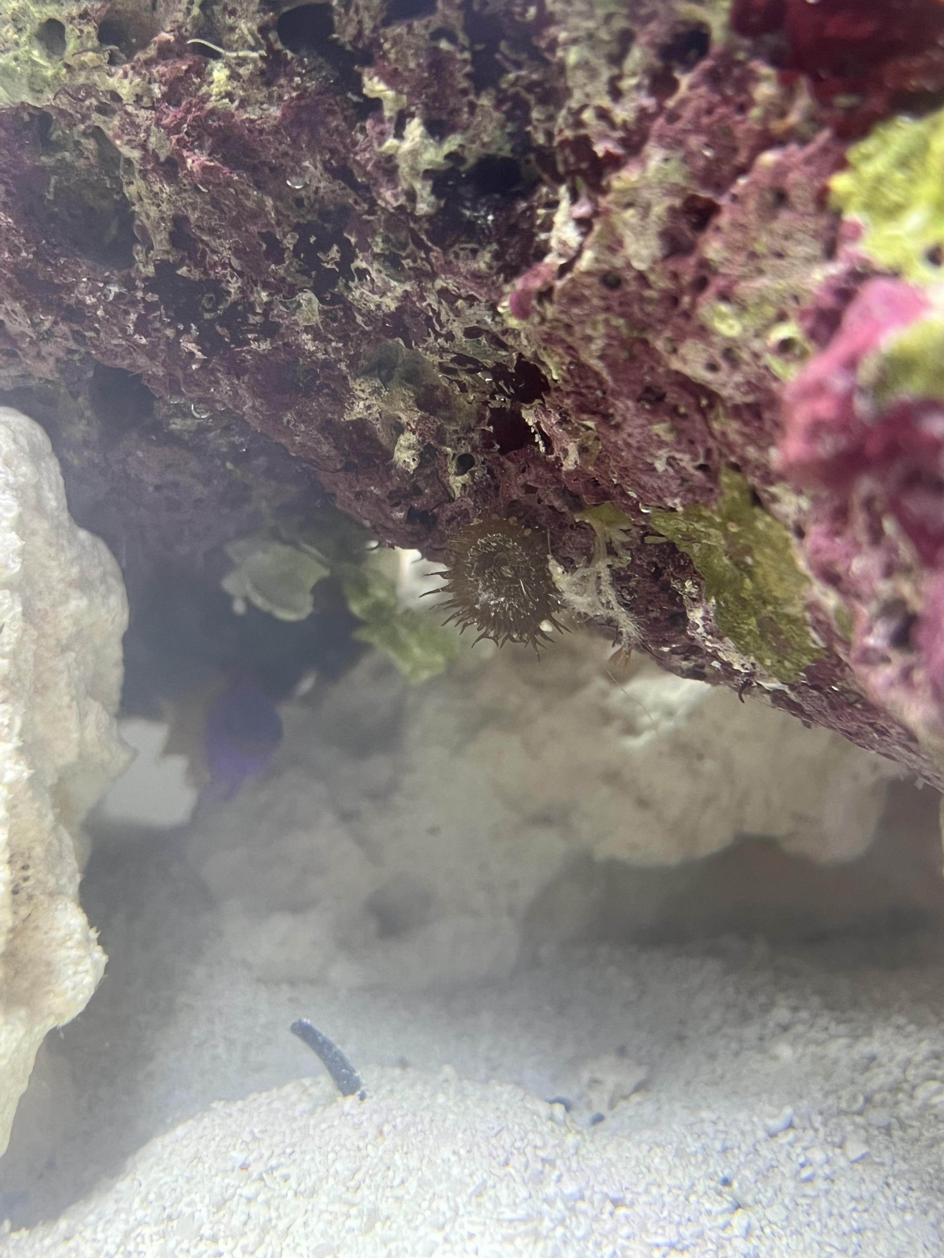 Growth on live rock, is this problematic? I’ve seen that anemones can