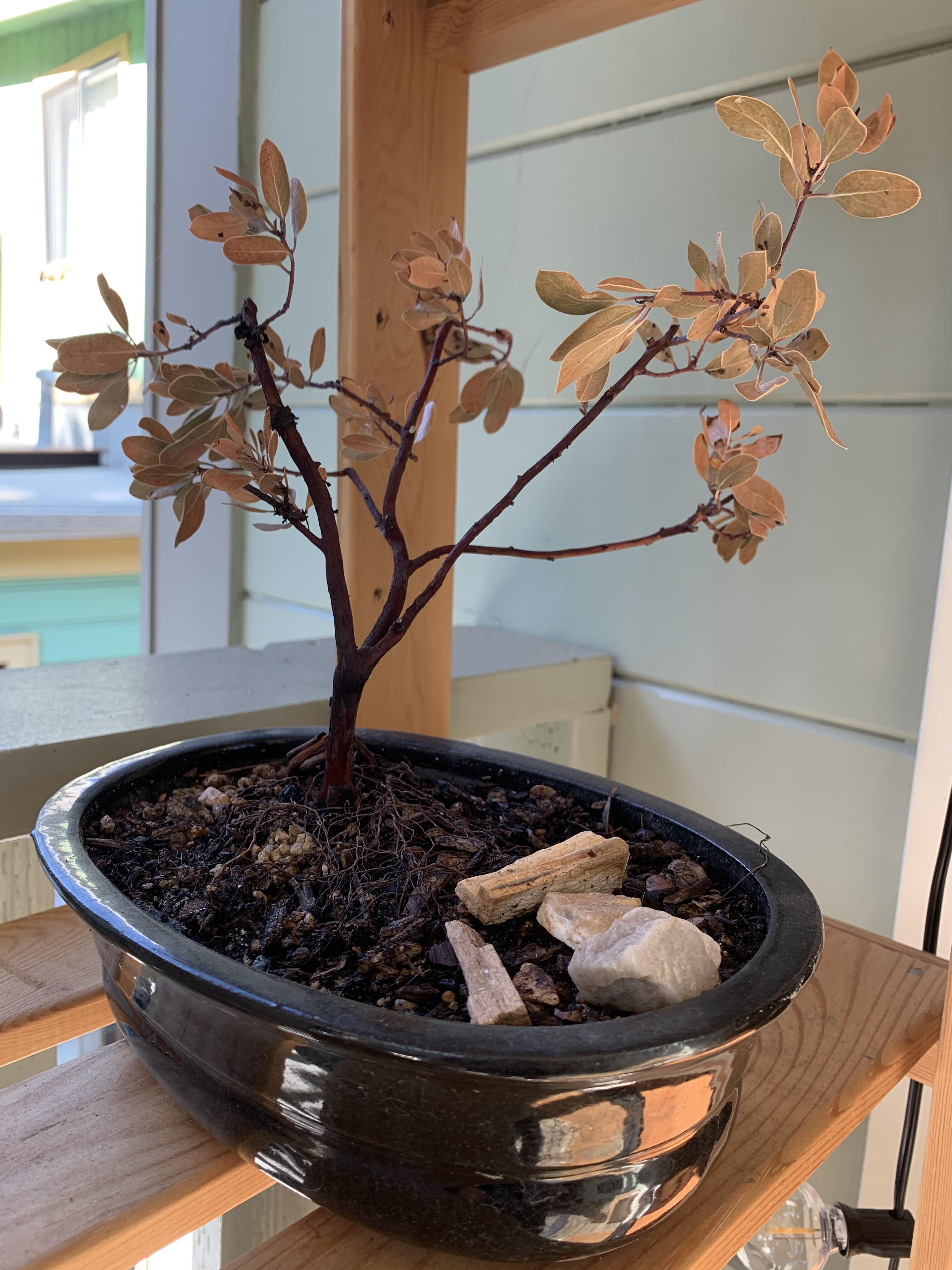 This is my bonsai Manzanita that I bought over summer. It’s looking sad