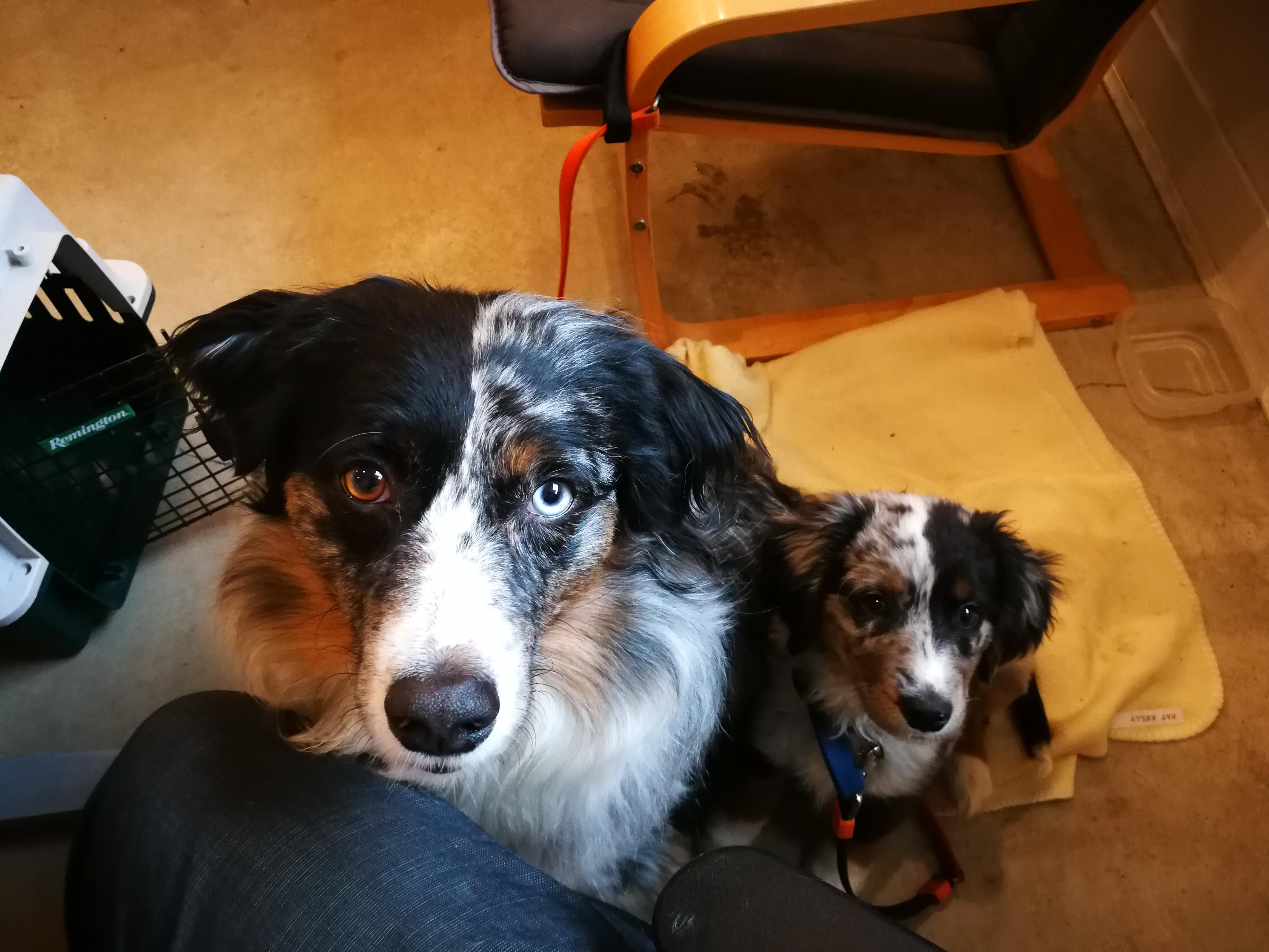 I just got a puppy and am allowed to take my dog to work. These dogs