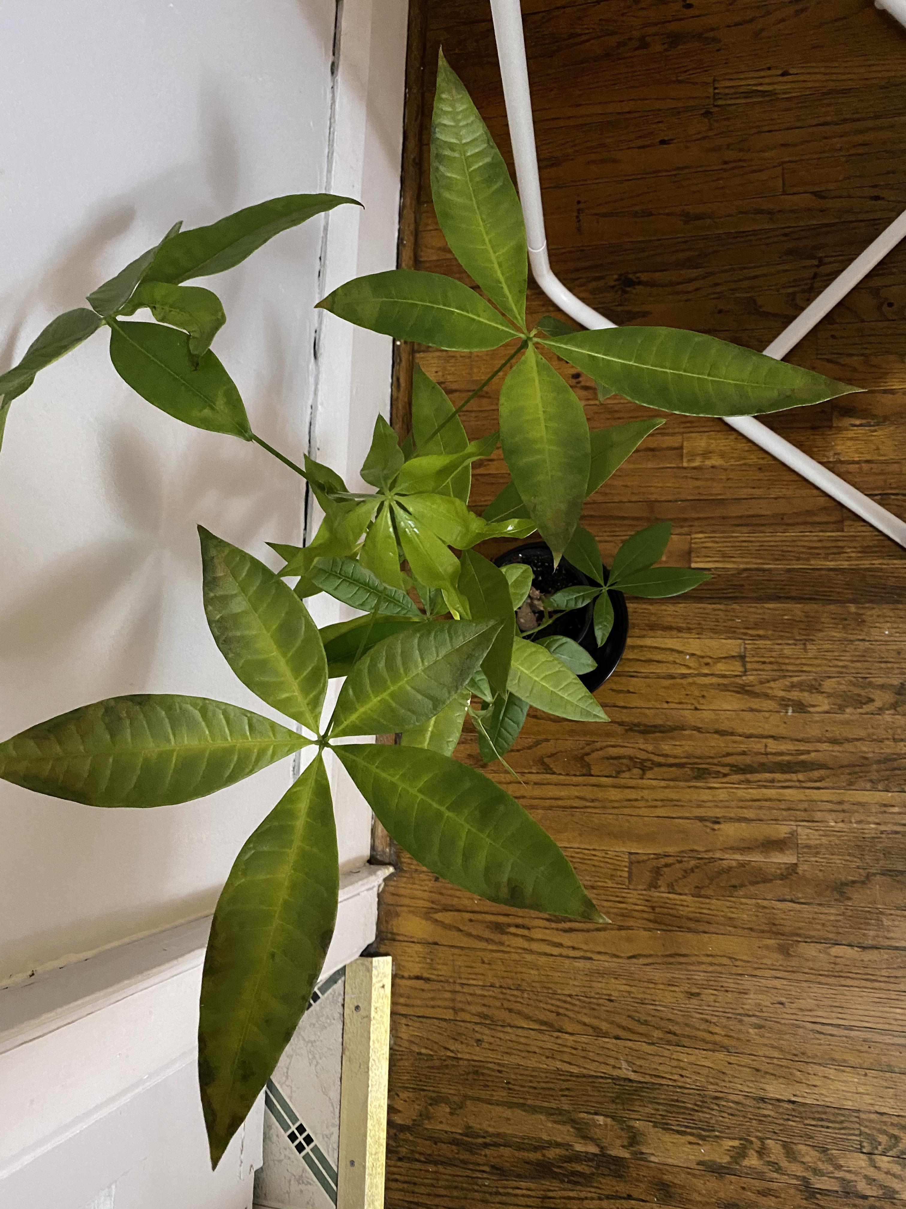 What’s wrong with my money tree plant?! And what can I do to make it