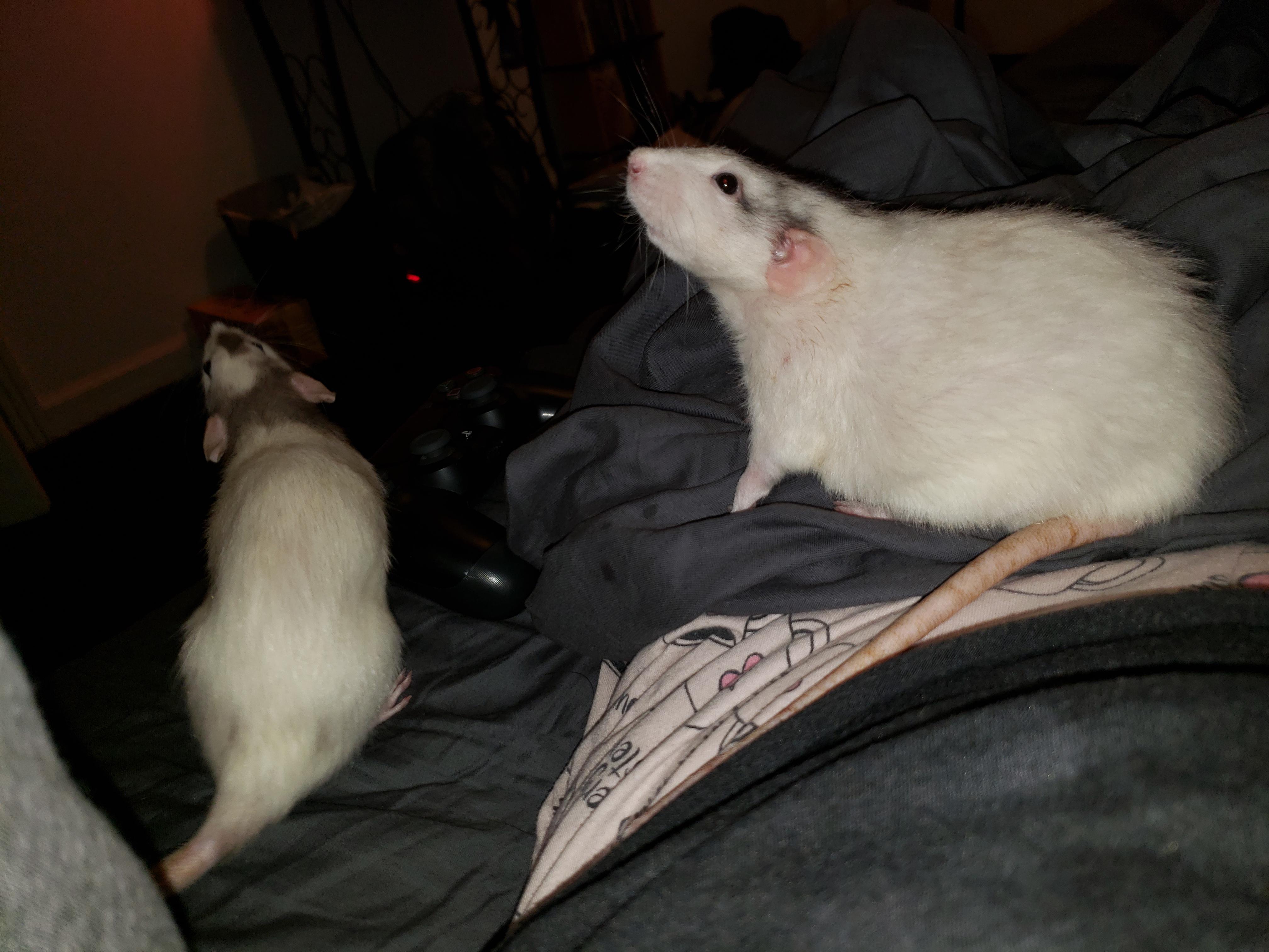 That smell. That smelly smell that smells... smelly... r/RATS