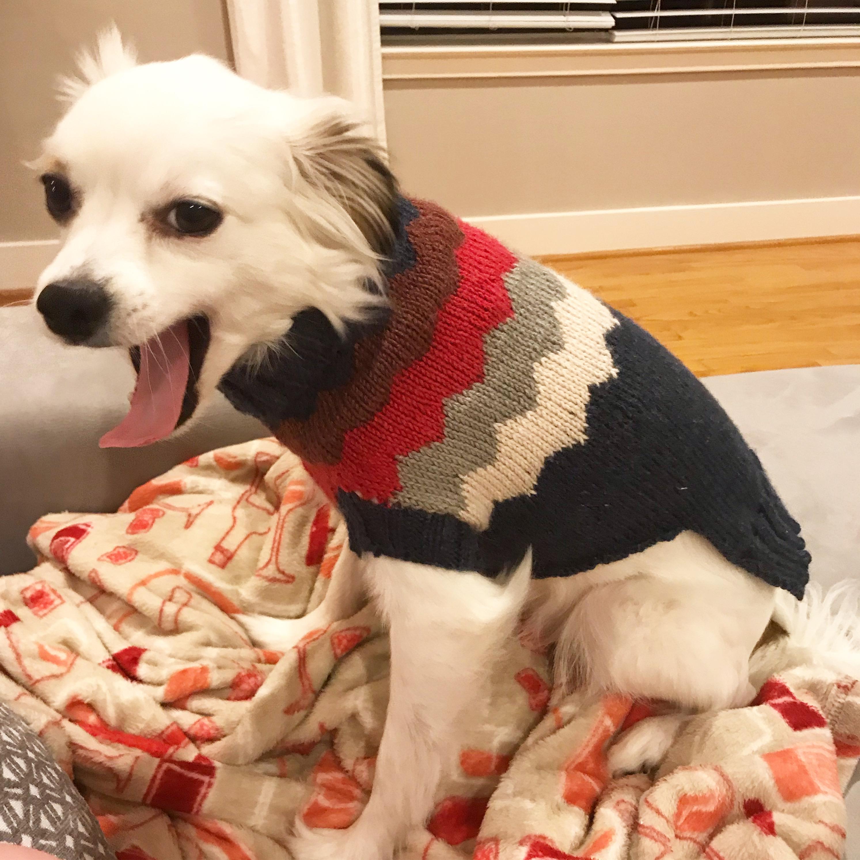 Learned to knit my dog a sweater, he was... indifferent. My first item
